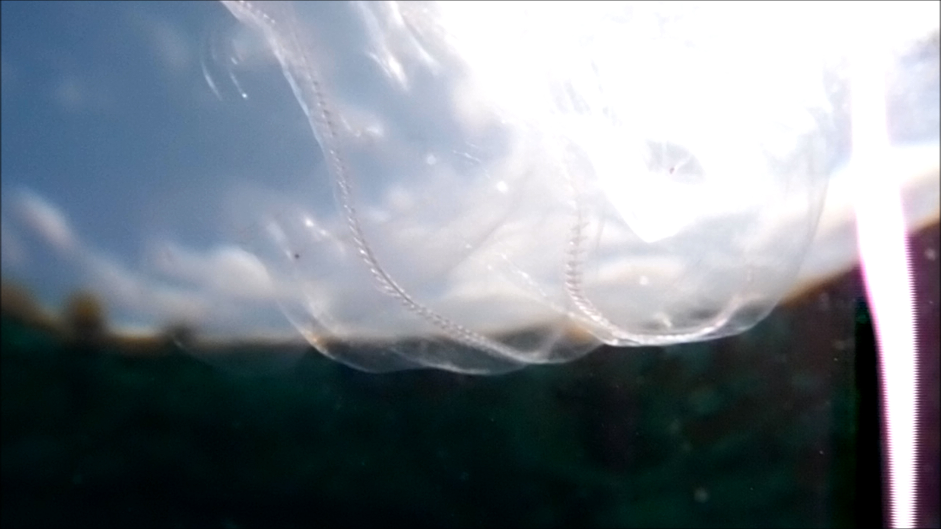 2022-04-14 Am Strand und im Wasser (Quallenvideo, Stills & Numbers) (Typo Grafik, Video)