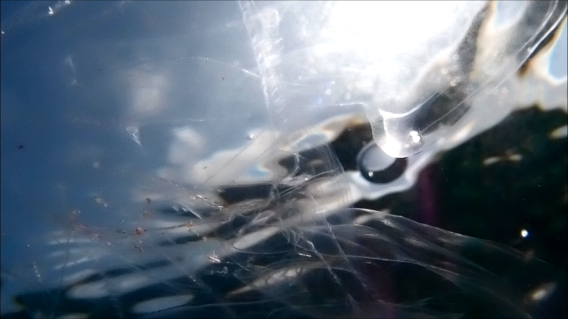 2022-04-14 Am Strand und im Wasser (Quallenvideo, Stills & Numbers) (Typo Grafik, Video)