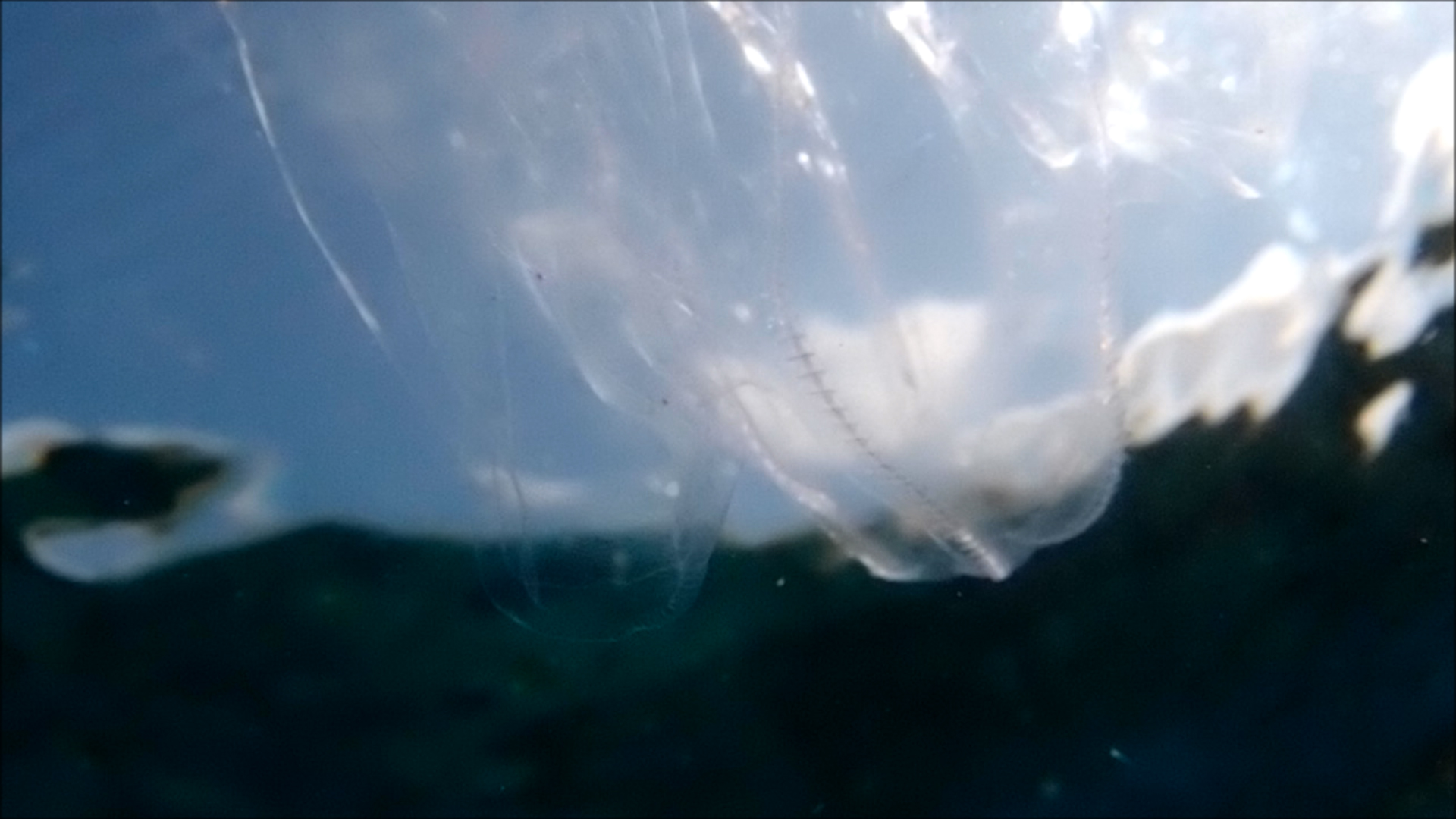 2022-04-14 Am Strand und im Wasser (Quallenvideo, Stills & Numbers) (Typo Grafik, Video)