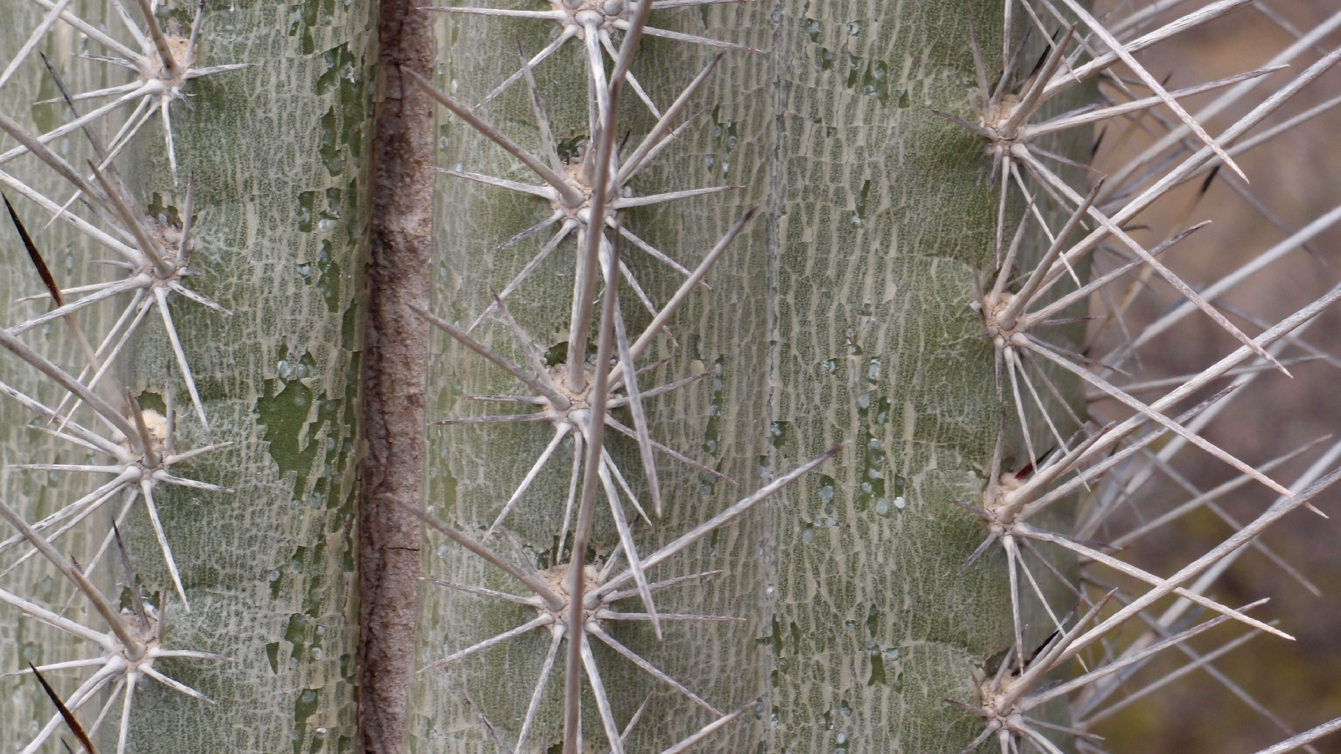 2022-04-14 Shete Boka Nationalpark (Foto)