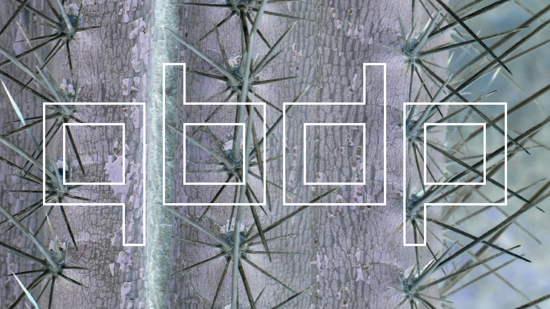 2022-04-14 Shete Boka Nationalpark (Foto)