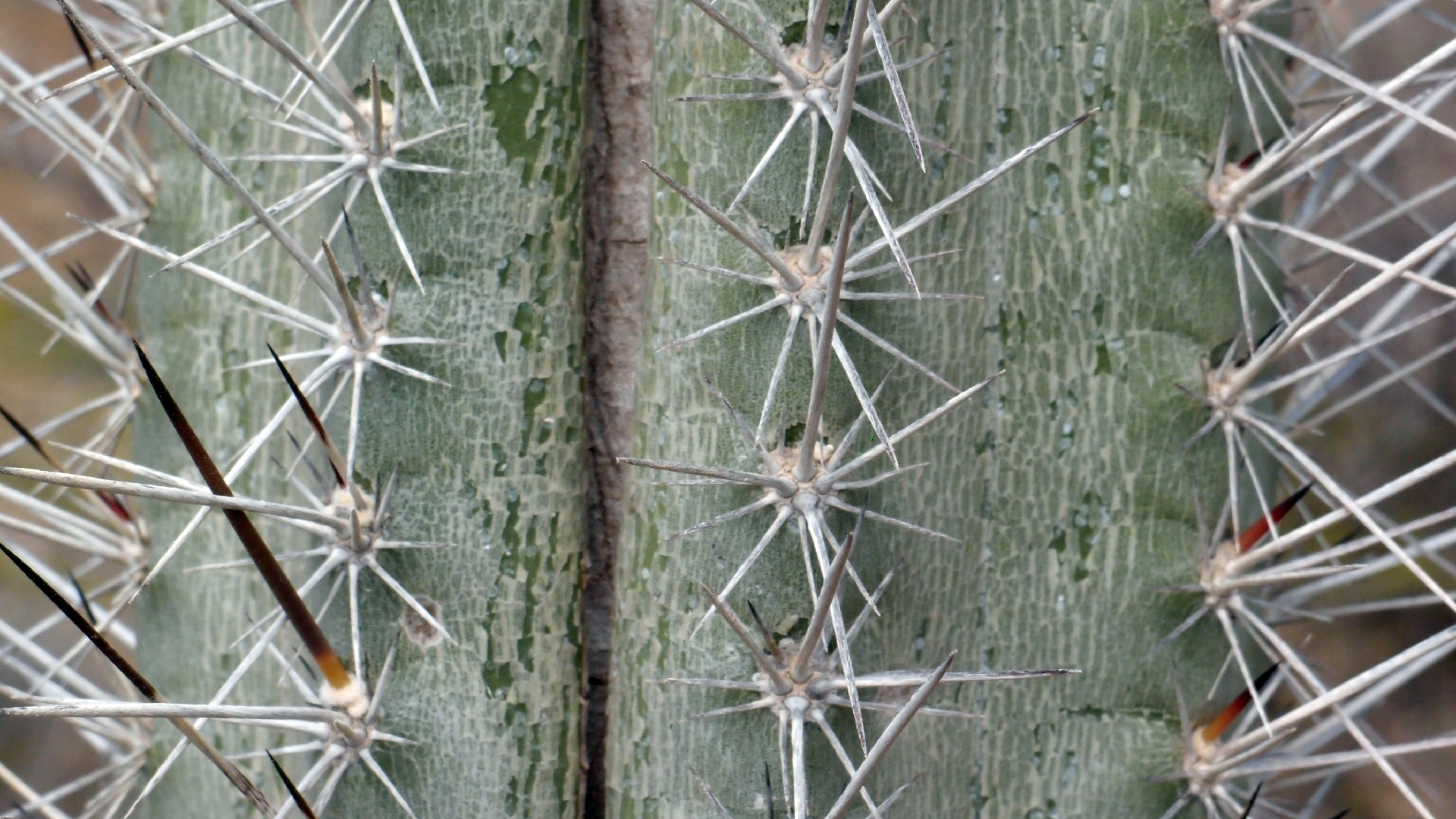 2022-04-14 Shete Boka Nationalpark (Foto)