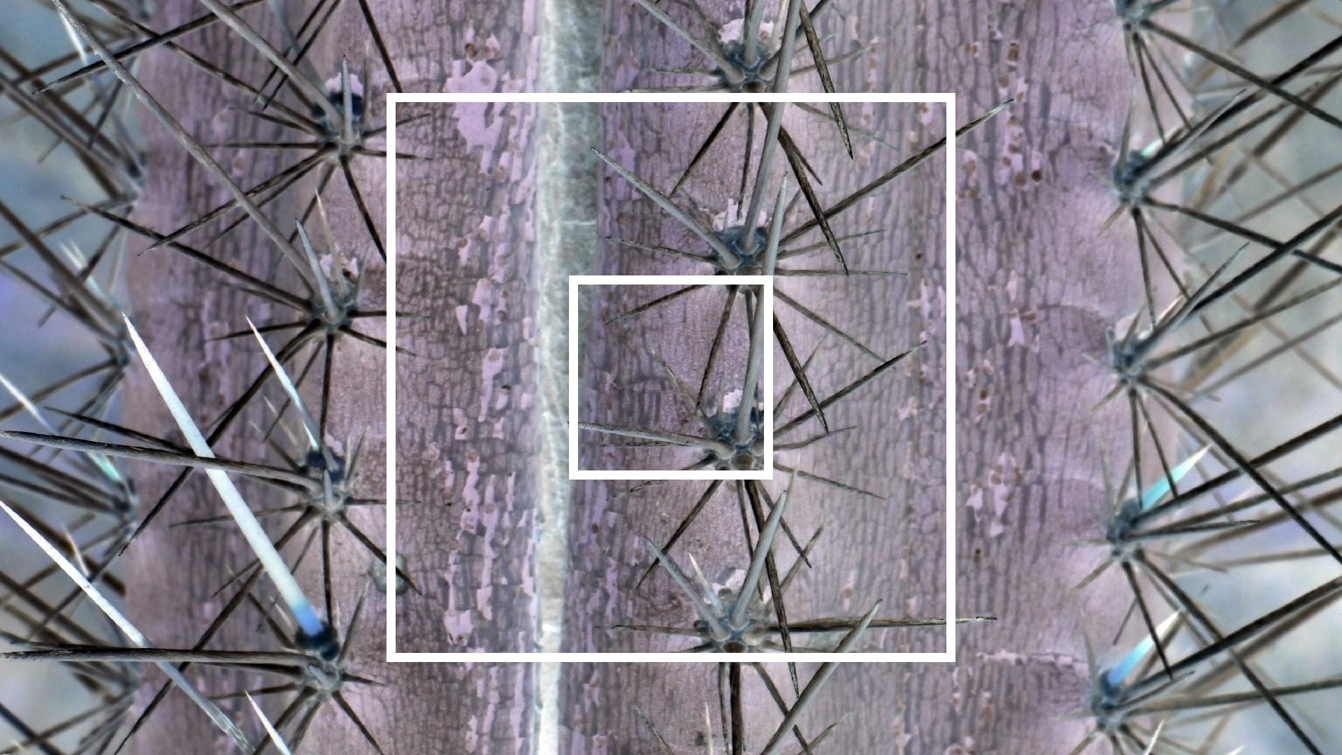 2022-04-14 Shete Boka Nationalpark (Foto)