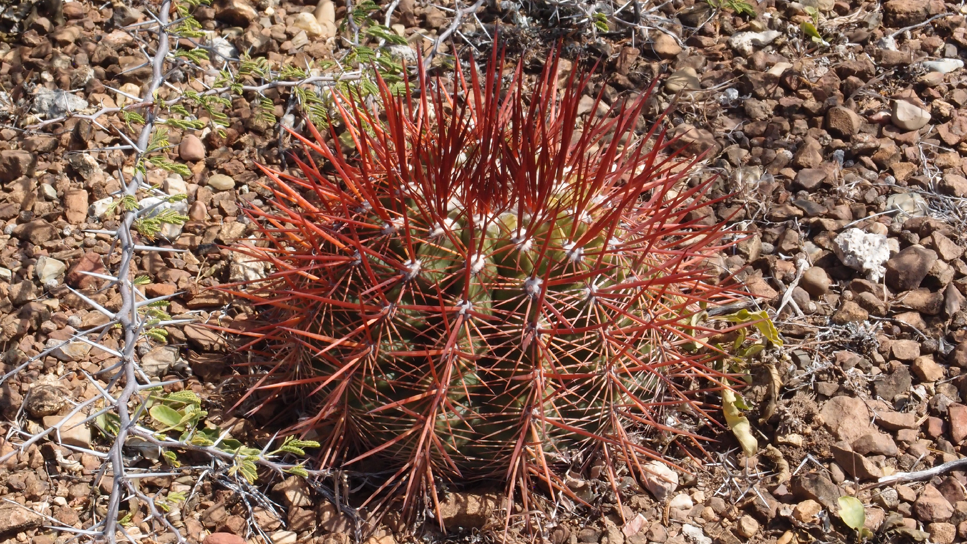 2022-04-14 Shete Boka Nationalpark (Foto)