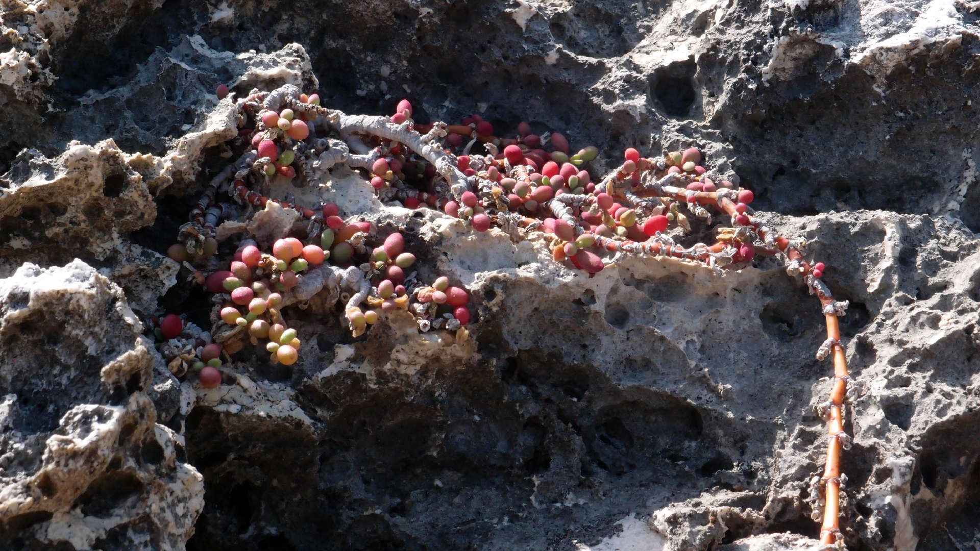 2022-04-14 Shete Boka Nationalpark (Foto)