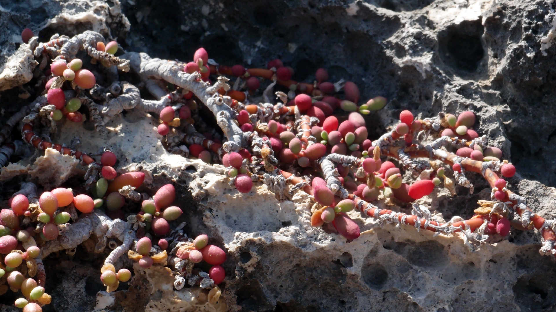 2022-04-14 Shete Boka Nationalpark (Foto)