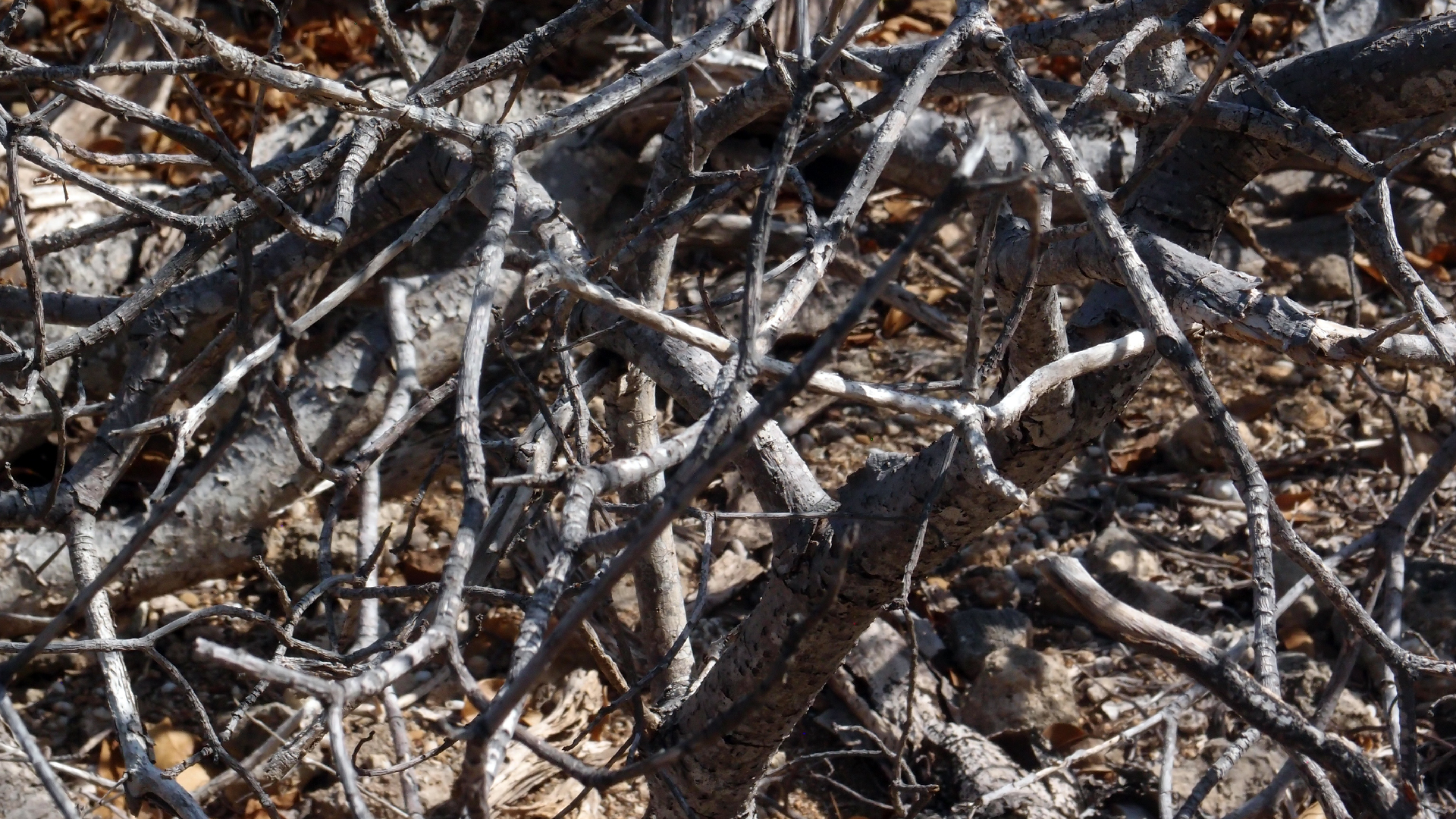 2022-04-14 Shete Boka Nationalpark (Foto)