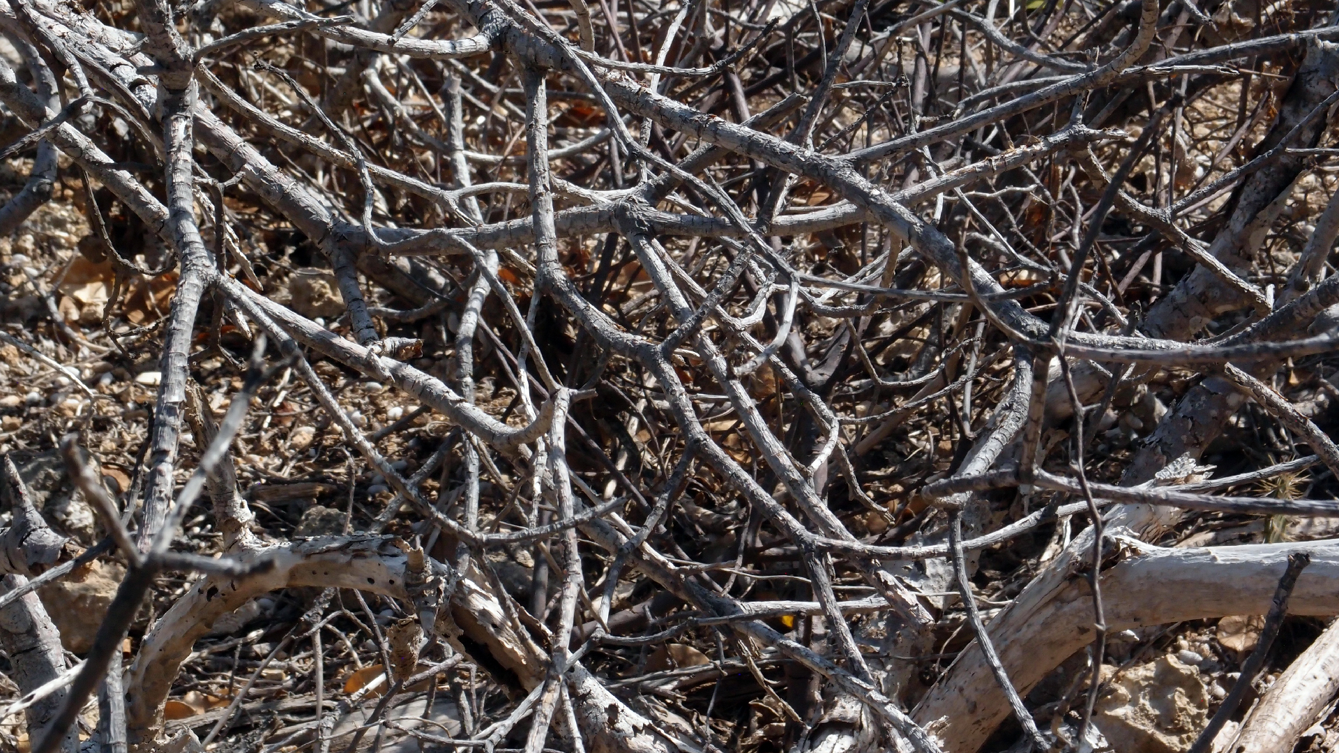 2022-04-14 Shete Boka Nationalpark (Foto)