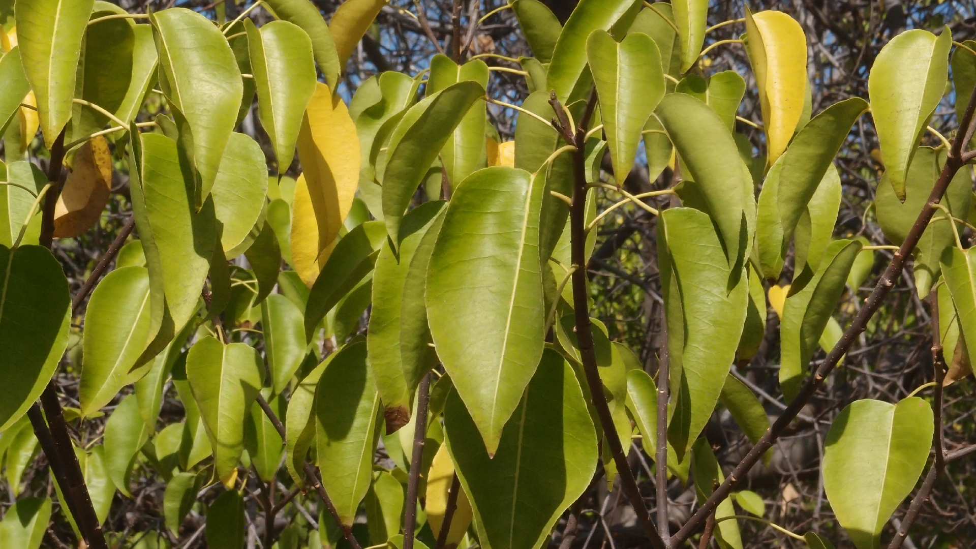 2022-04-14 Shete Boka Nationalpark (Foto)