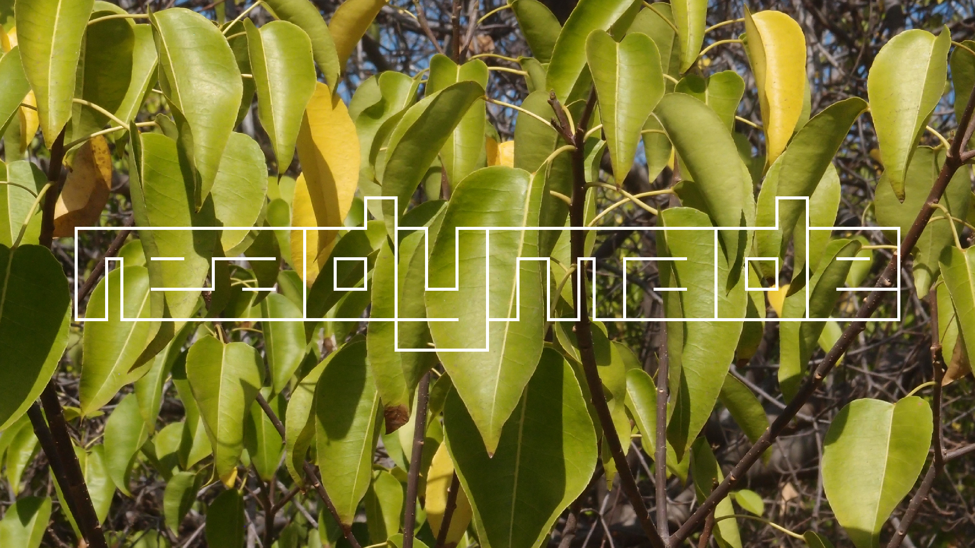 2022-04-14 Shete Boka Nationalpark (Foto)