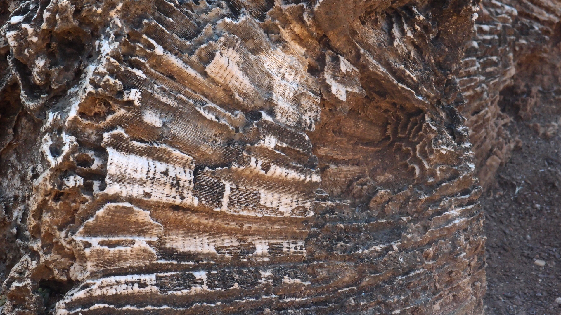 2022-04-14 Shete Boka Nationalpark (Foto)