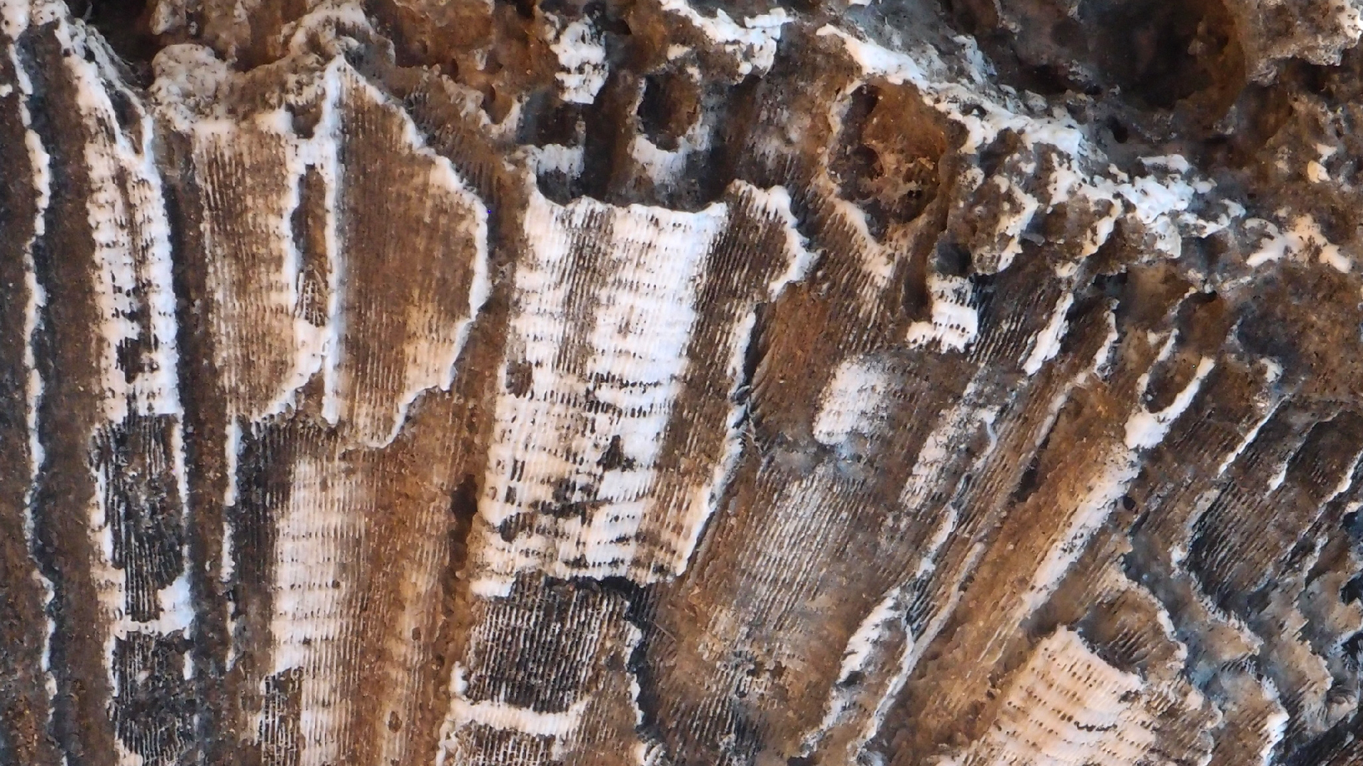 2022-04-14 Shete Boka Nationalpark (Foto)