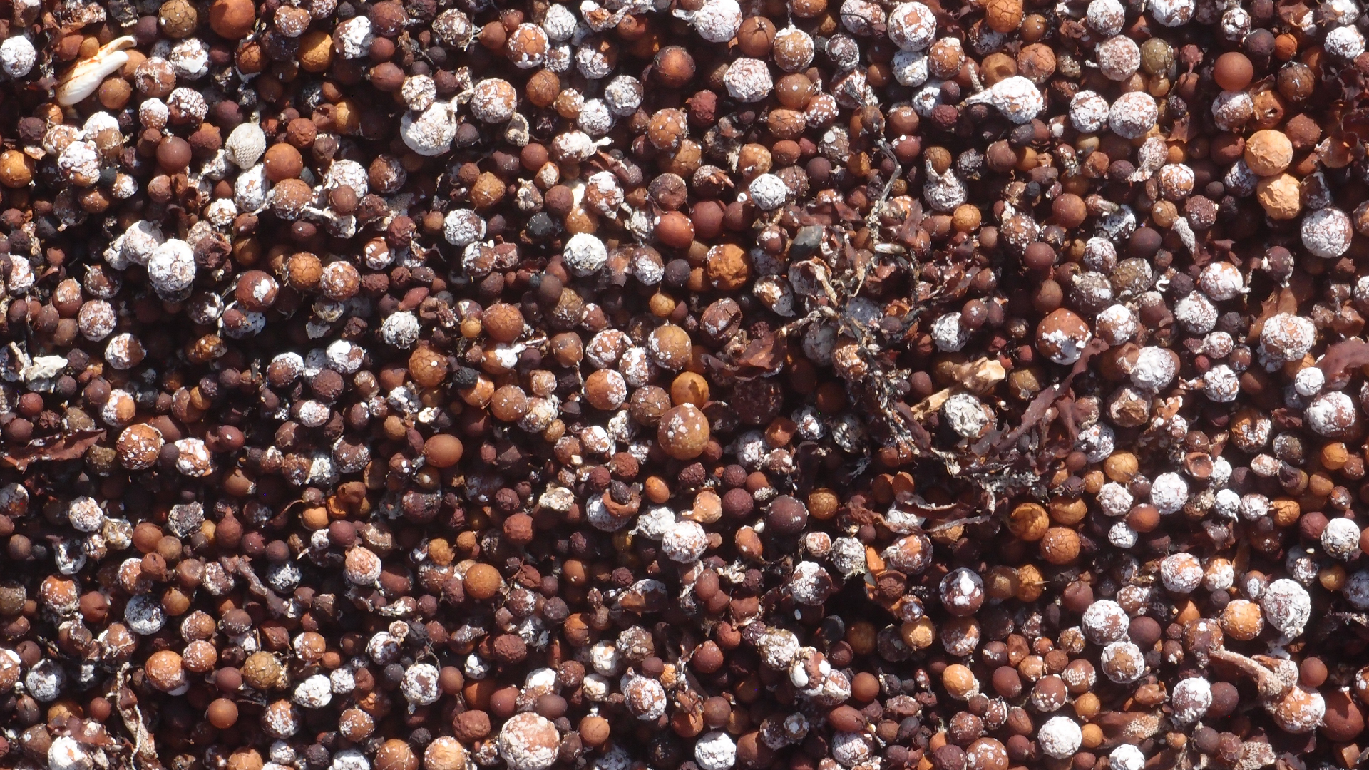 2022-04-14 Shete Boka Nationalpark (Foto)