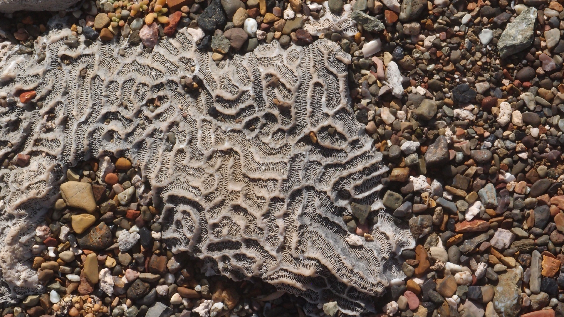 2022-04-14 Shete Boka Nationalpark (Foto)