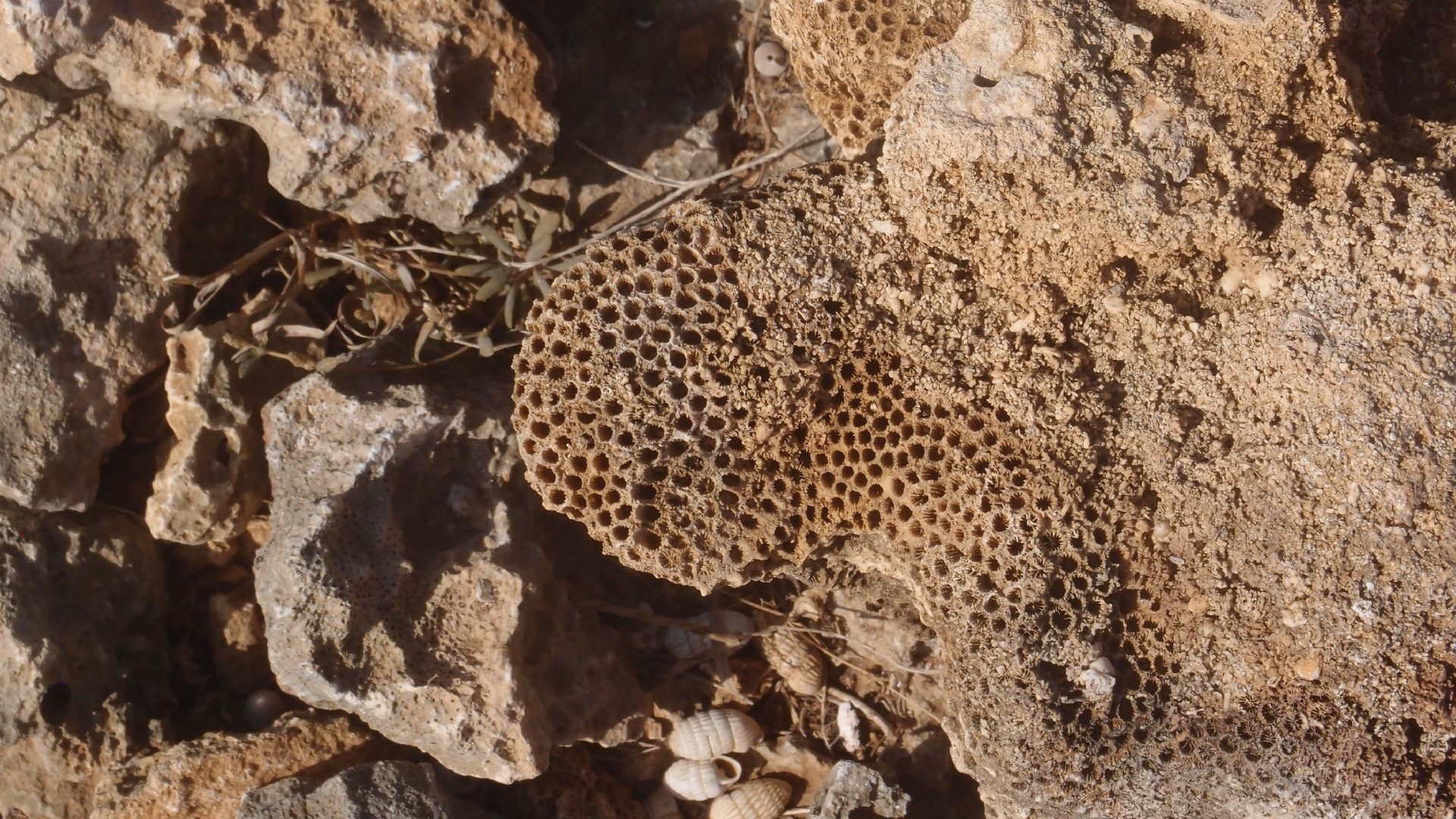 2022-04-14 Shete Boka Nationalpark (Foto)