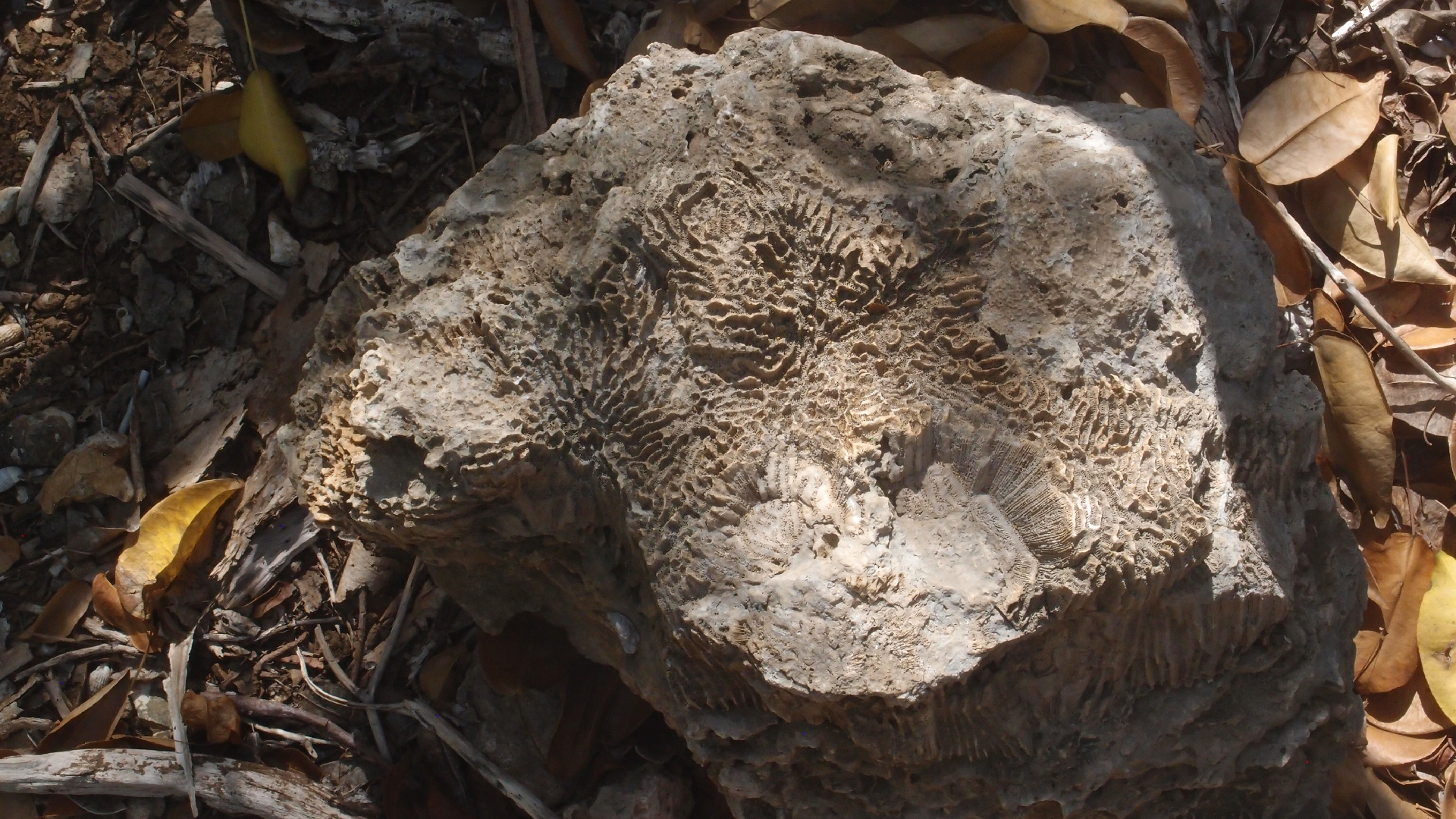 2022-04-14 Shete Boka Nationalpark (Foto)