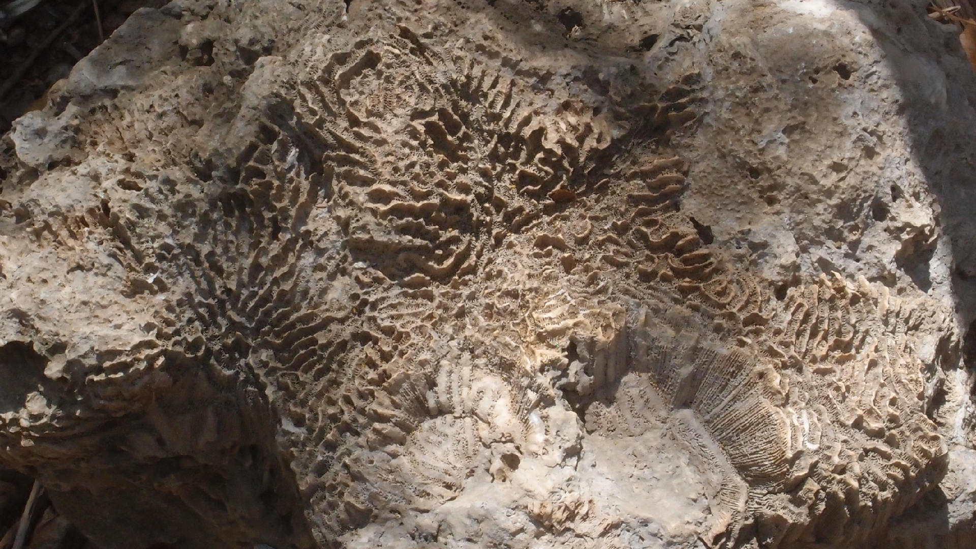 2022-04-14 Shete Boka Nationalpark (Foto)