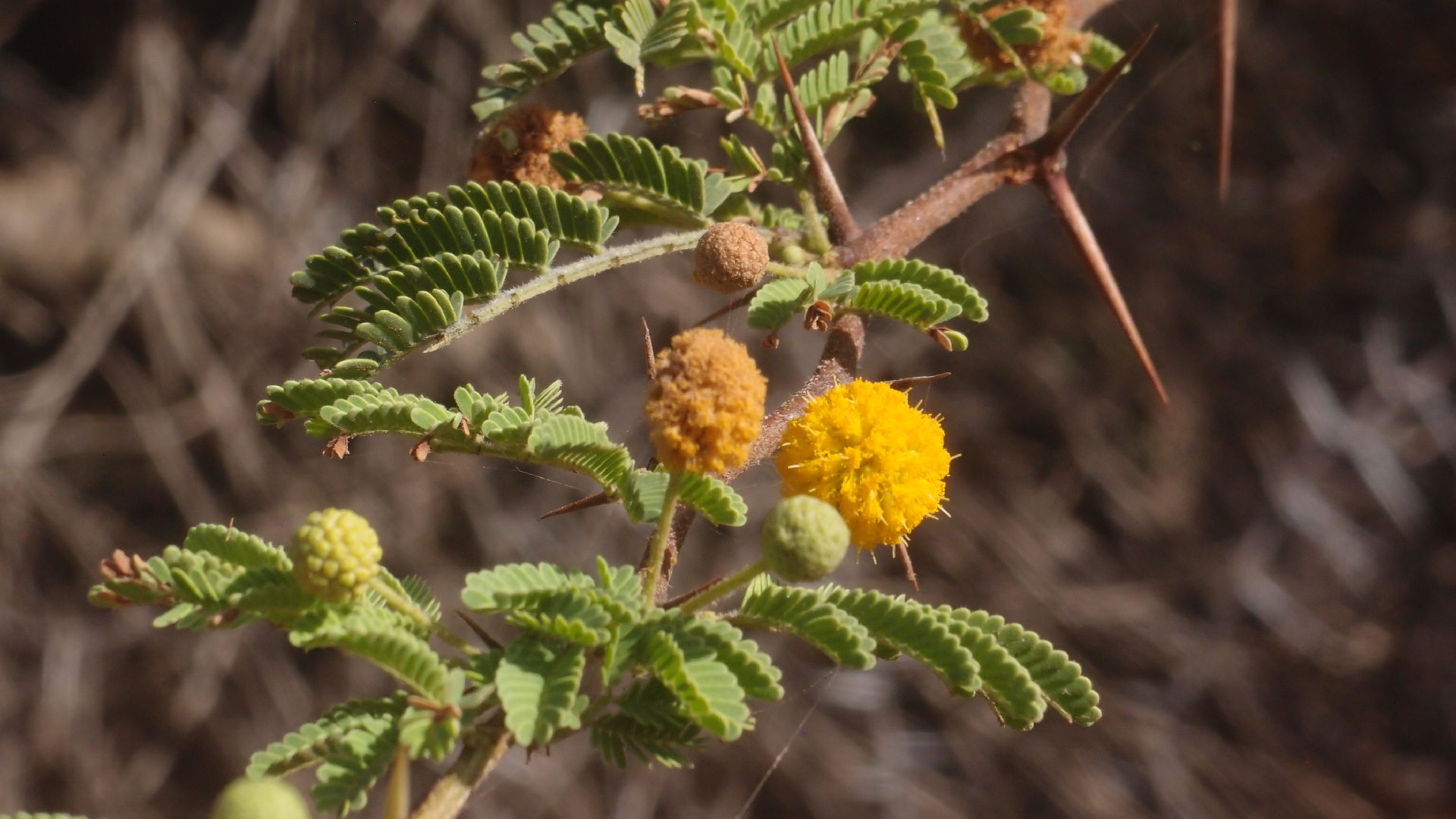 2022-04-14 Shete Boka Nationalpark (Foto)
