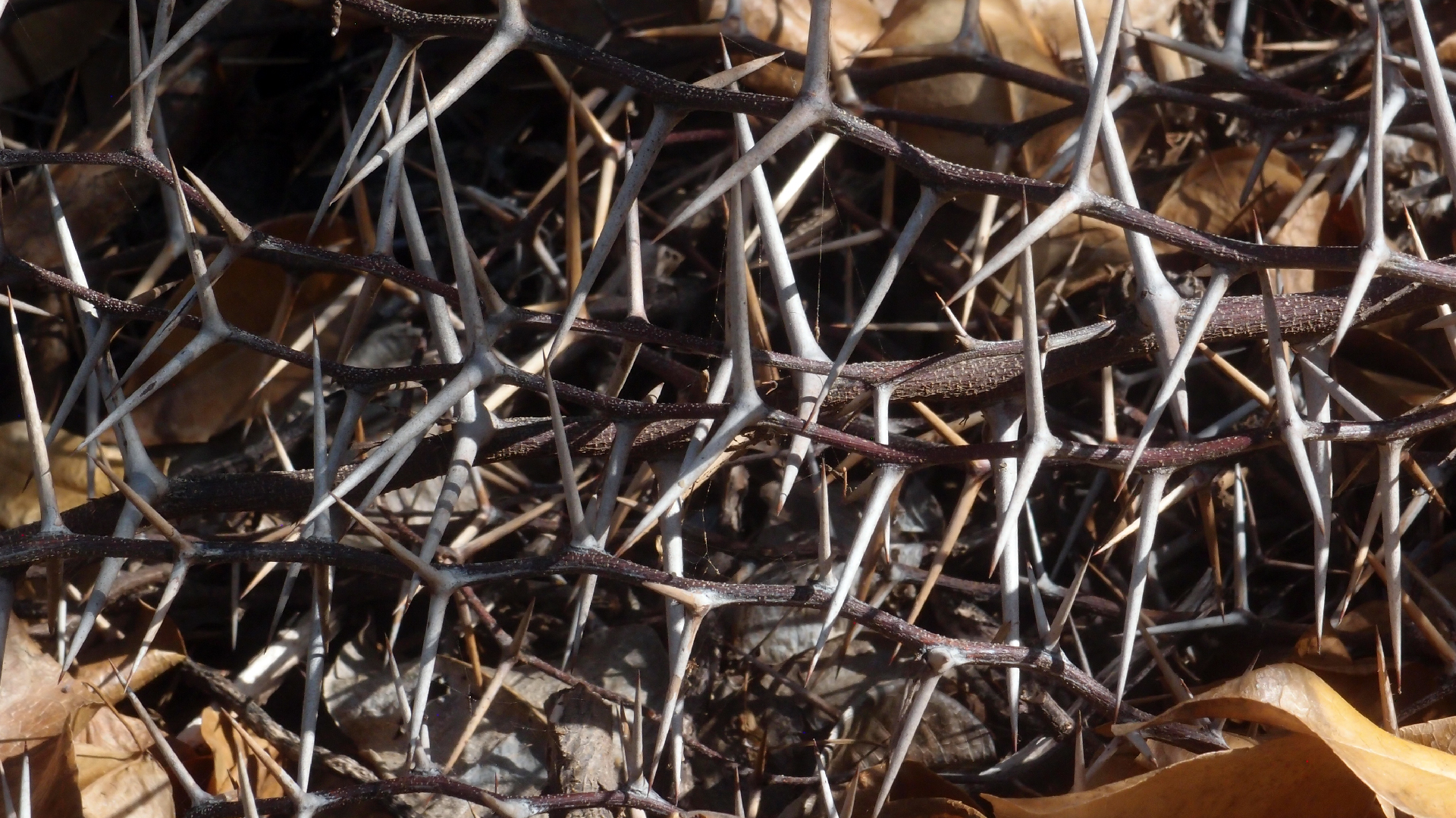 2022-04-14 Shete Boka Nationalpark (Foto)