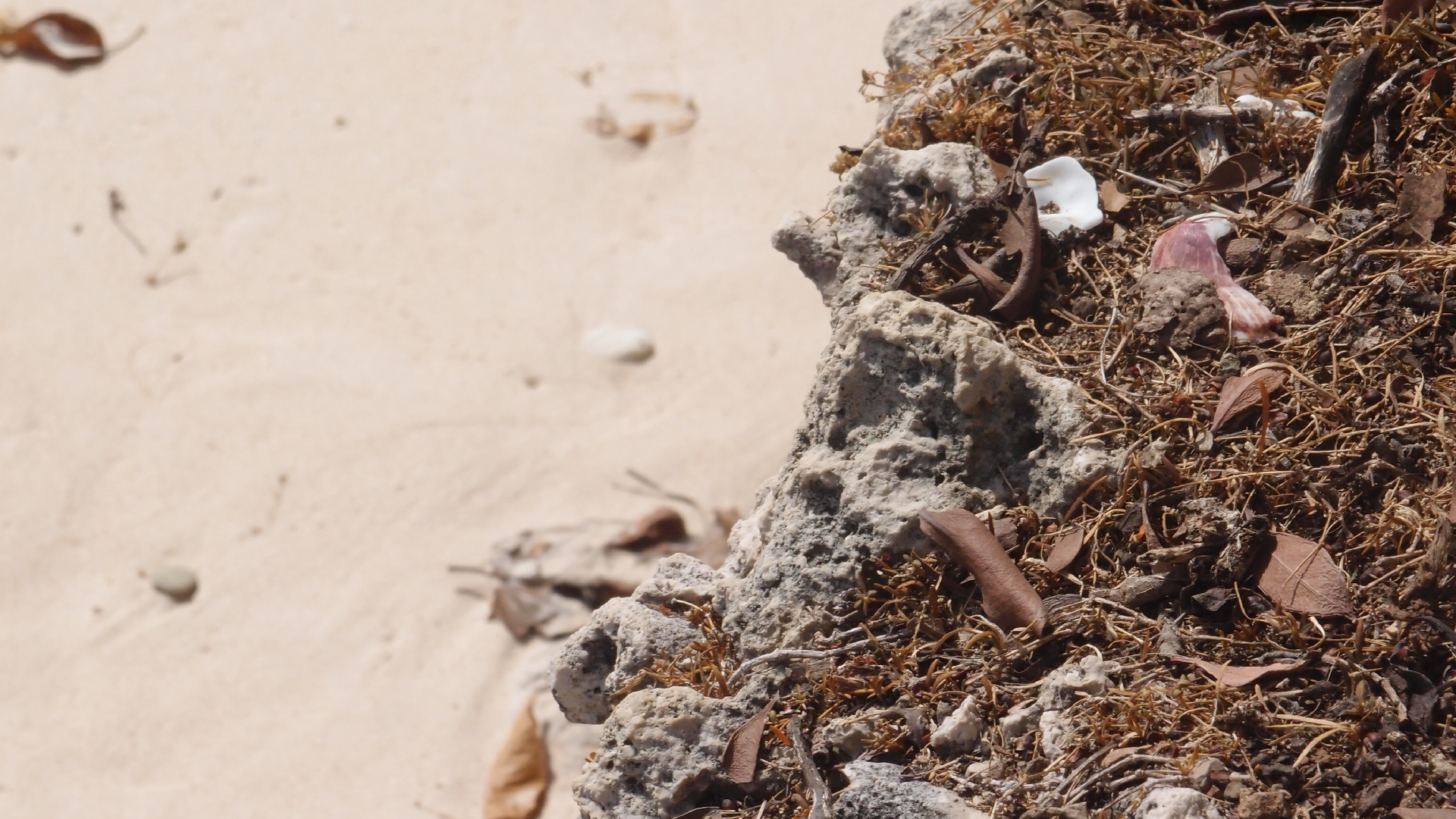 2022-04-15 Playa Kalki (am Strand und im Wasser) (Foto, Video)