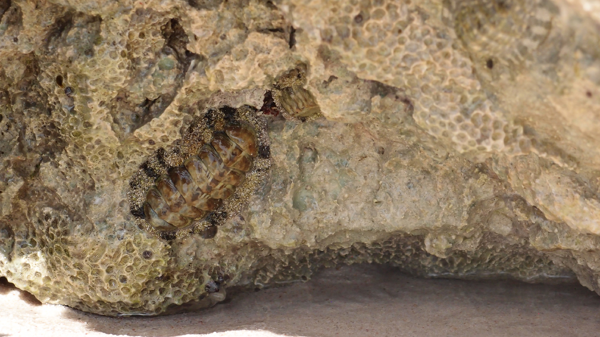 2022-04-15 Playa Kalki (am Strand und im Wasser) (Foto, Video)