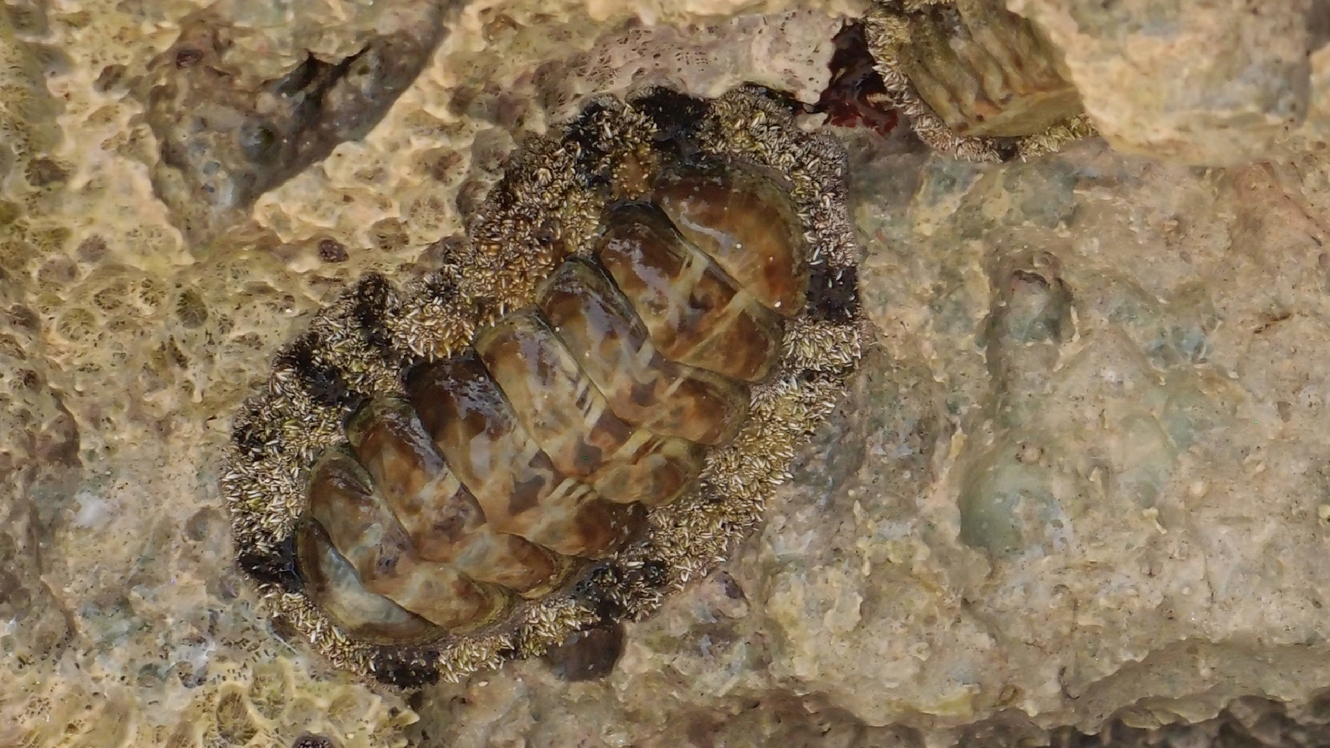 2022-04-15 Playa Kalki (am Strand und im Wasser) (Foto, Video)