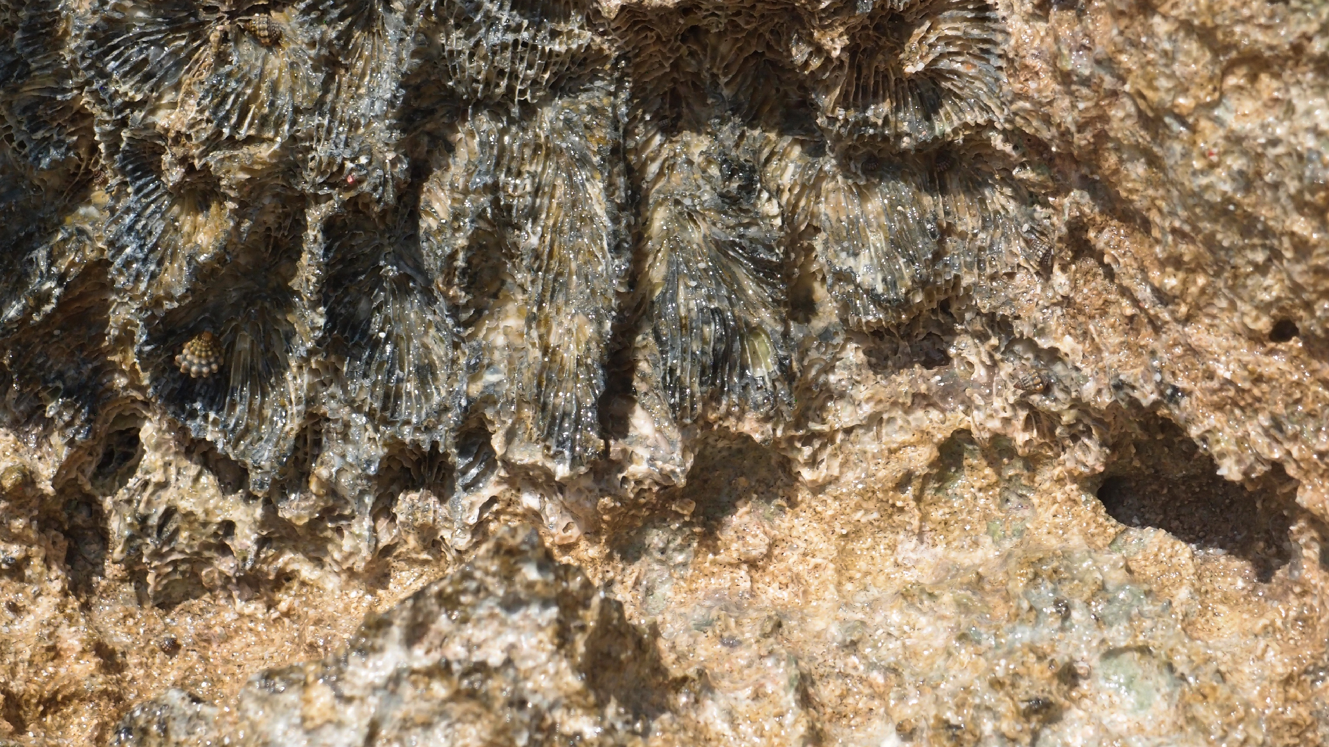 2022-04-15 Playa Kalki (am Strand und im Wasser) (Foto, Video)