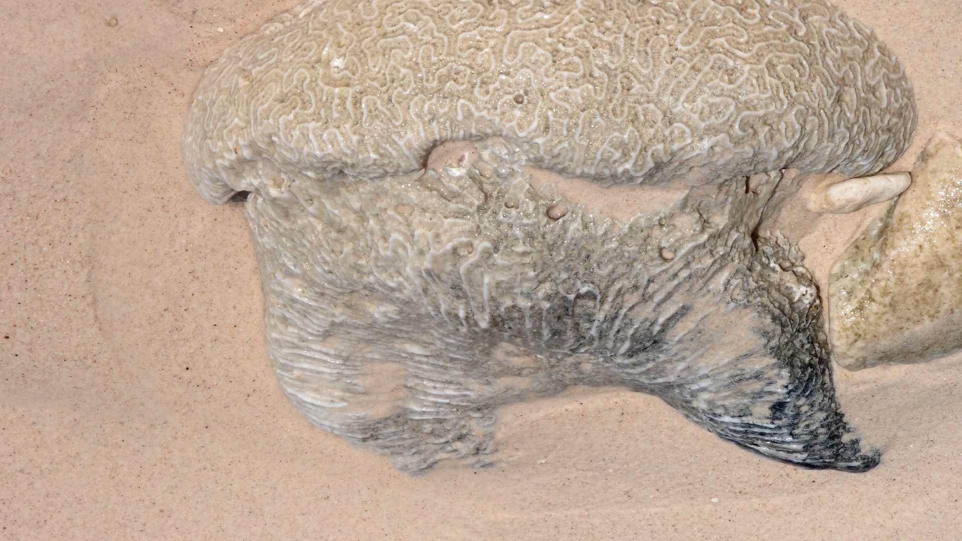 2022-04-15 Playa Kalki (am Strand und im Wasser) (Foto, Video)