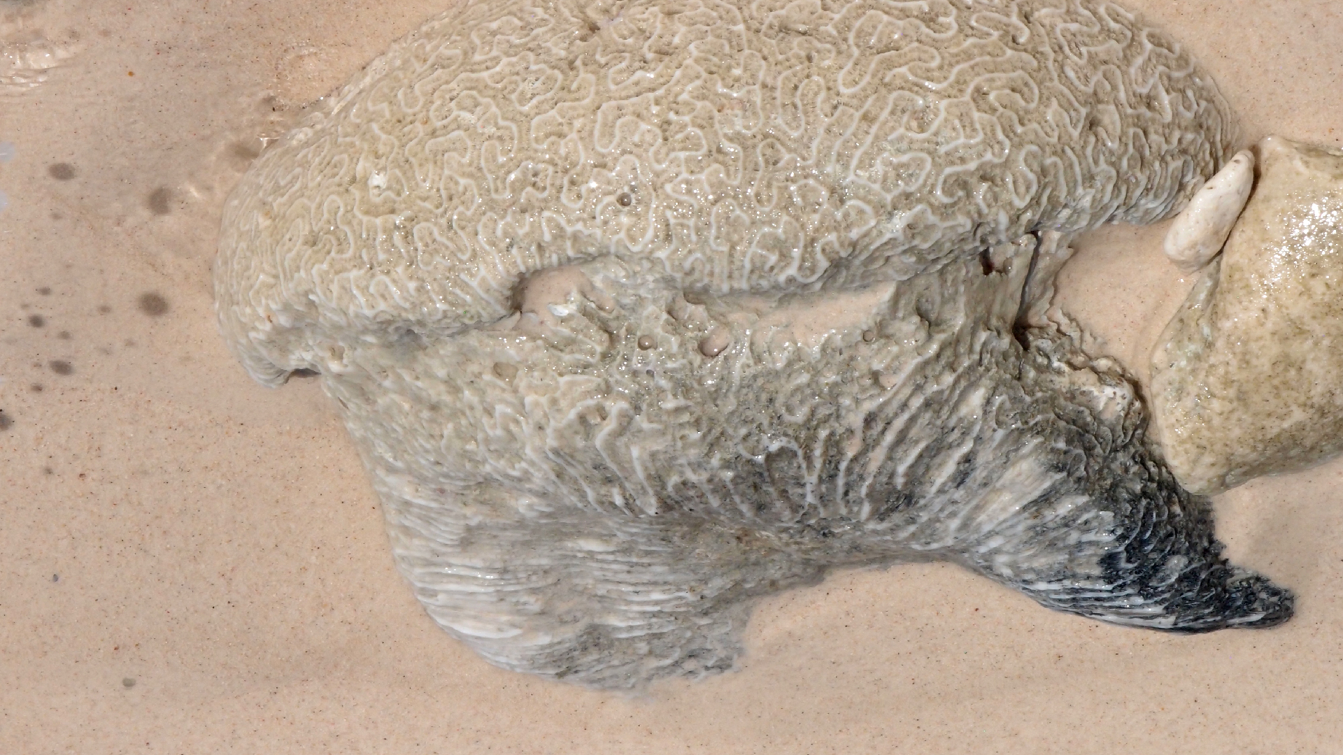 2022-04-15 Playa Kalki (am Strand und im Wasser) (Foto, Video)