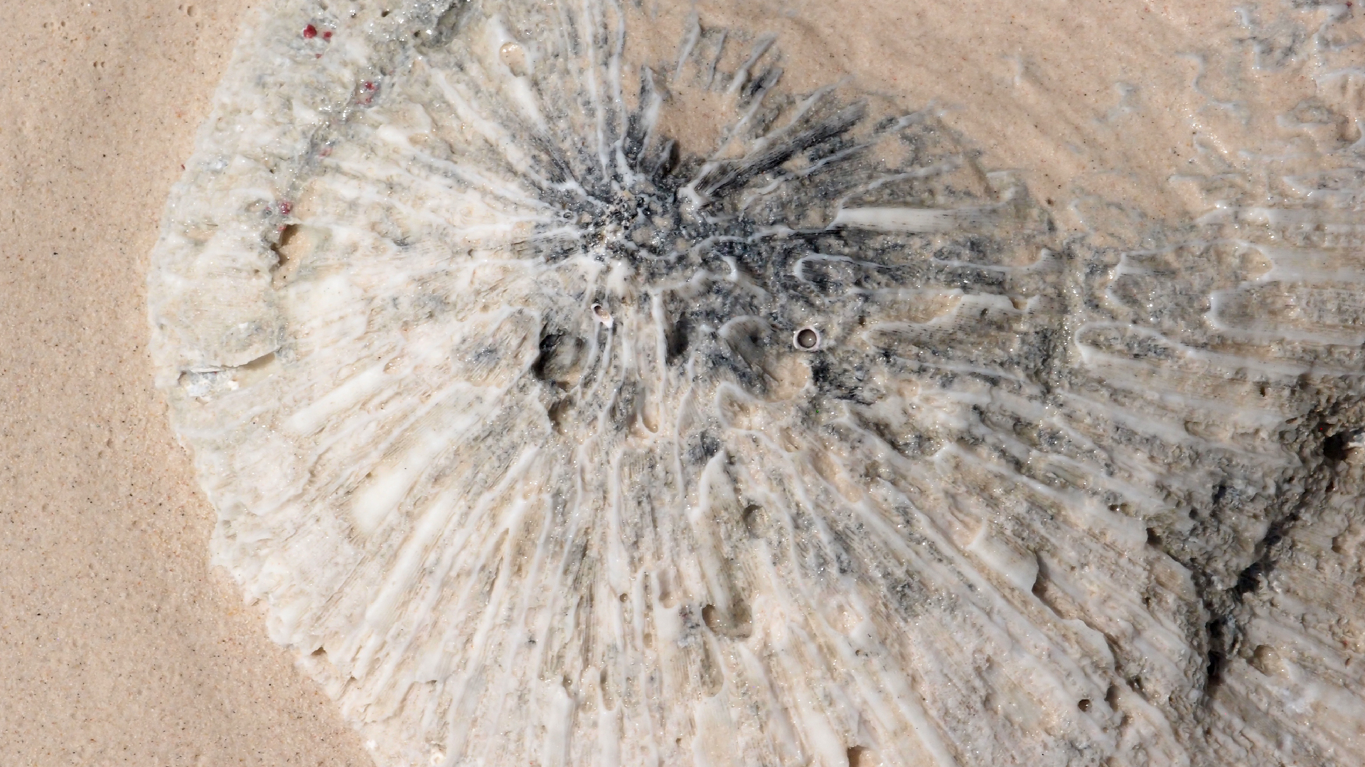 2022-04-15 Playa Kalki (am Strand und im Wasser) (Foto, Video)