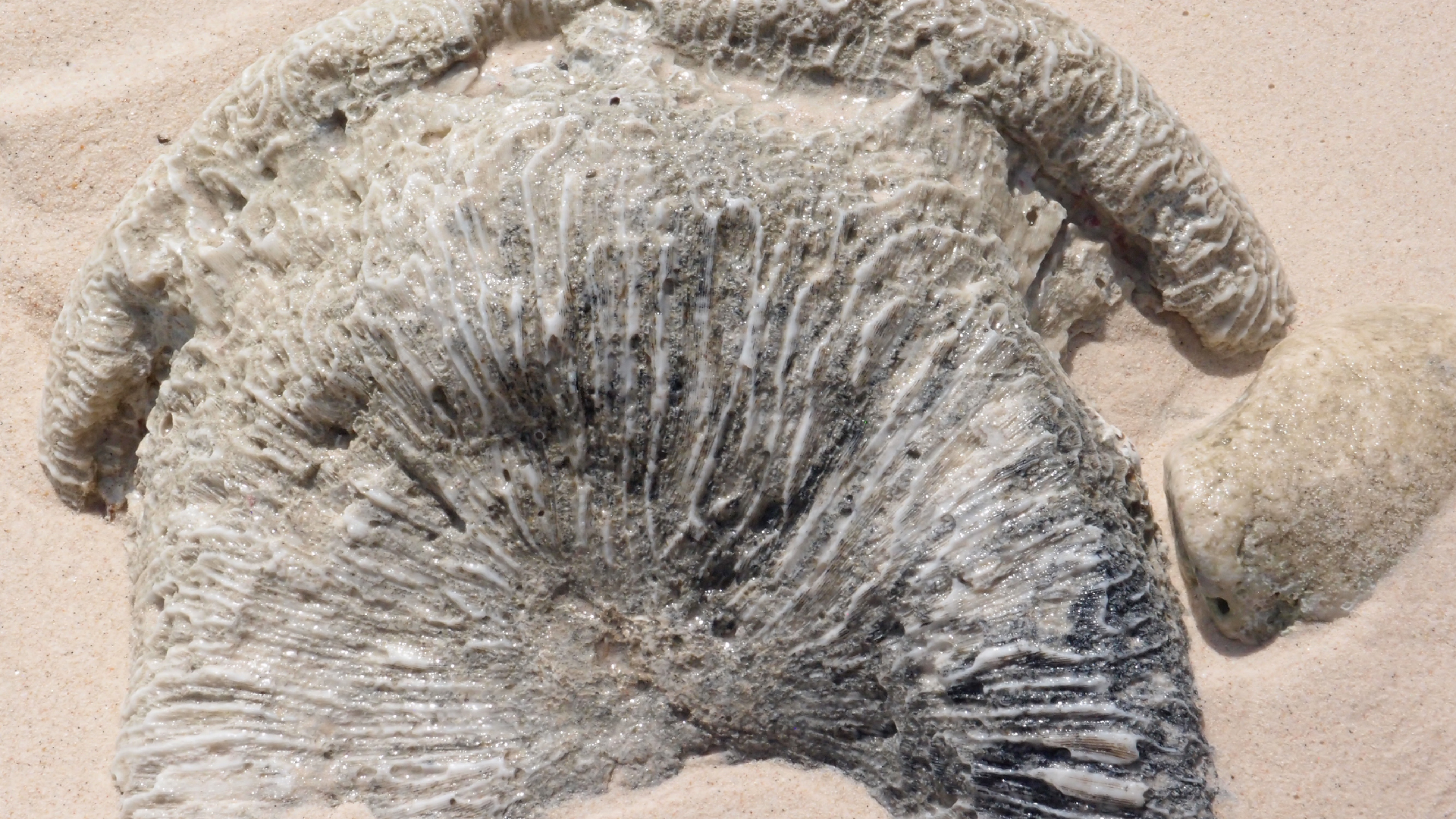 2022-04-15 Playa Kalki (am Strand und im Wasser) (Foto, Video)