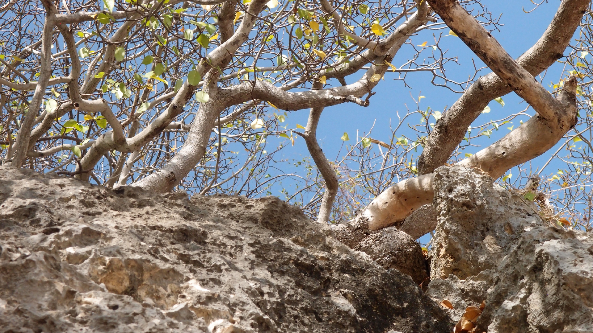 2022-04-15 Playa Kalki (am Strand und im Wasser) (Foto, Video)