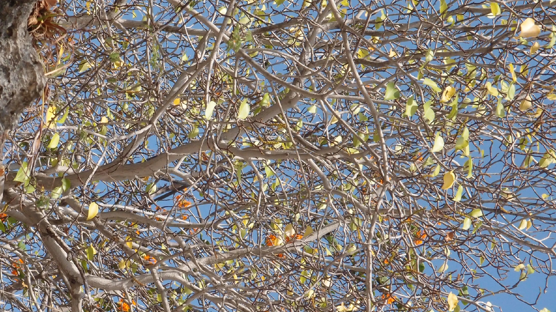 2022-04-15 Playa Kalki (am Strand und im Wasser) (Foto, Video)