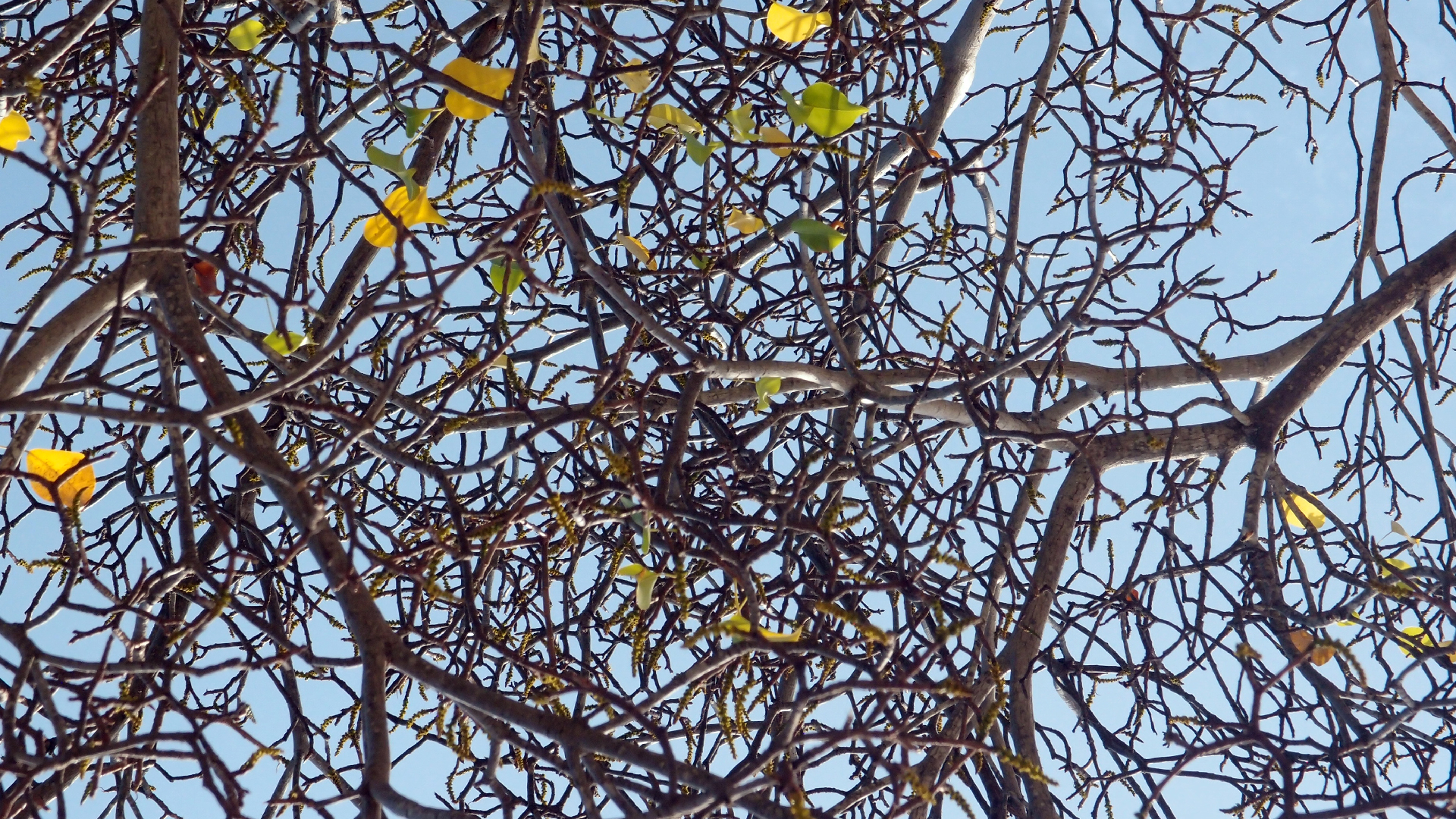 2022-04-15 Playa Kalki (am Strand und im Wasser) (Foto, Video)