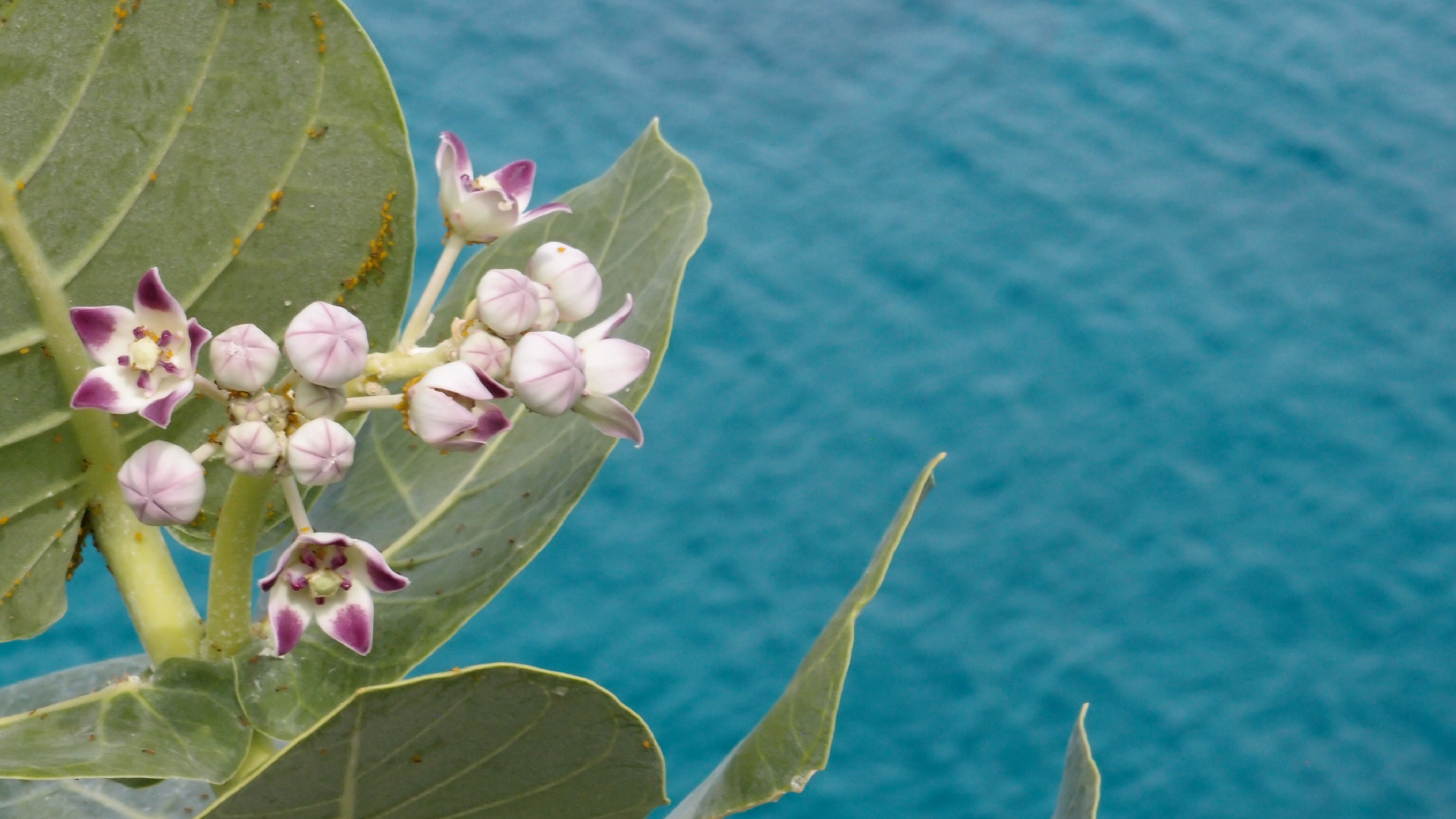 2022-04-17 Wind auf dem Meer (Audio, Foto, Video)