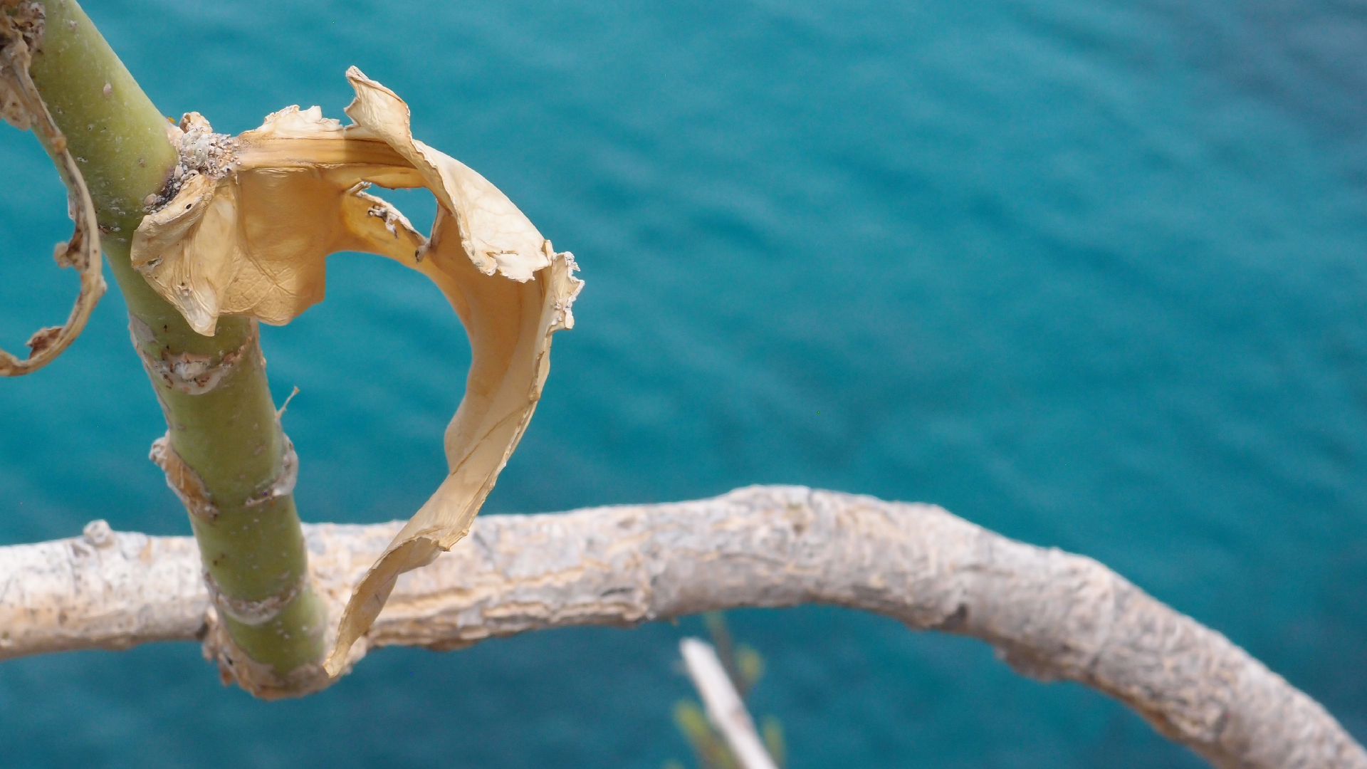 2022-04-17 Wind auf dem Meer (Audio, Foto, Video)