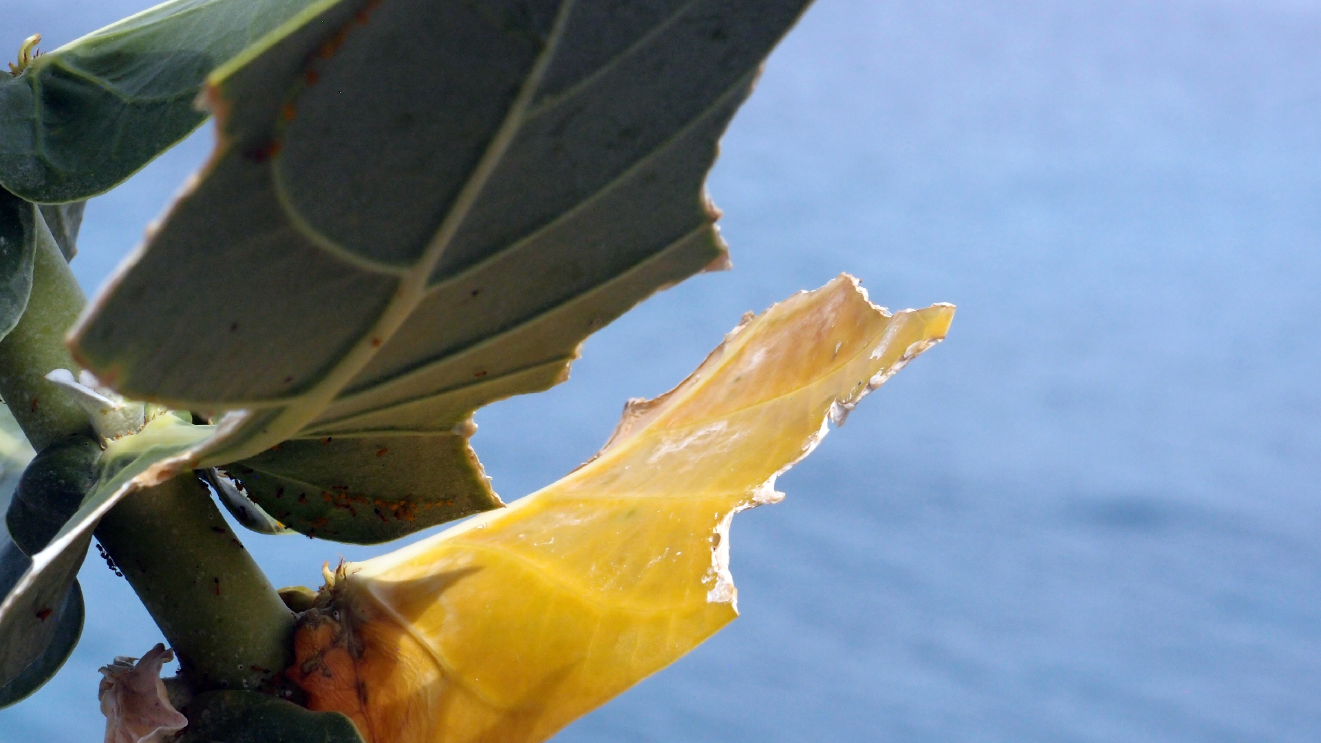2022-04-17 Wind auf dem Meer (Audio, Foto, Video)