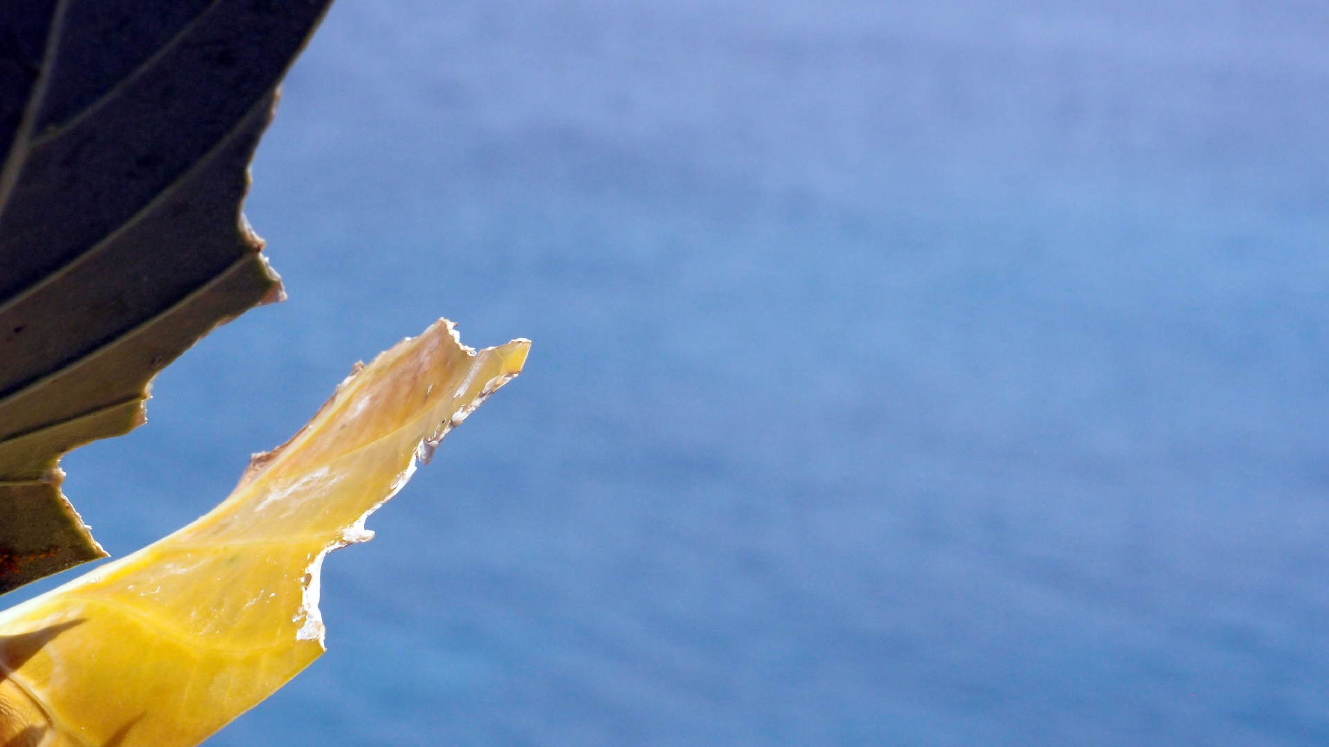 2022-04-17 Wind auf dem Meer (Audio, Foto, Video)