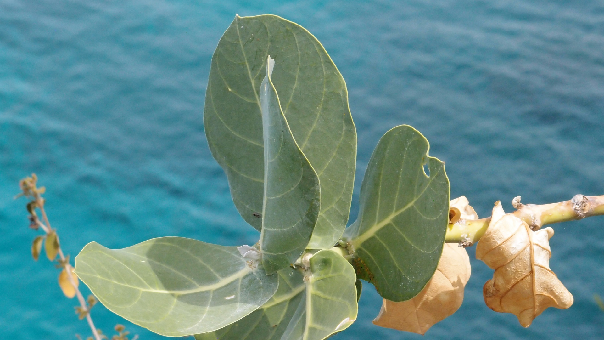 2022-04-17 Wind auf dem Meer (Audio, Foto, Video)