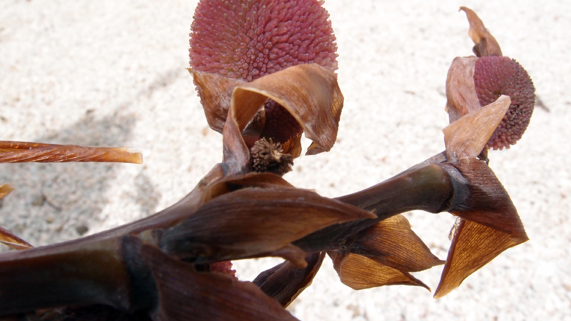 2022-04-17 Wind auf dem Meer (Audio, Foto, Video)