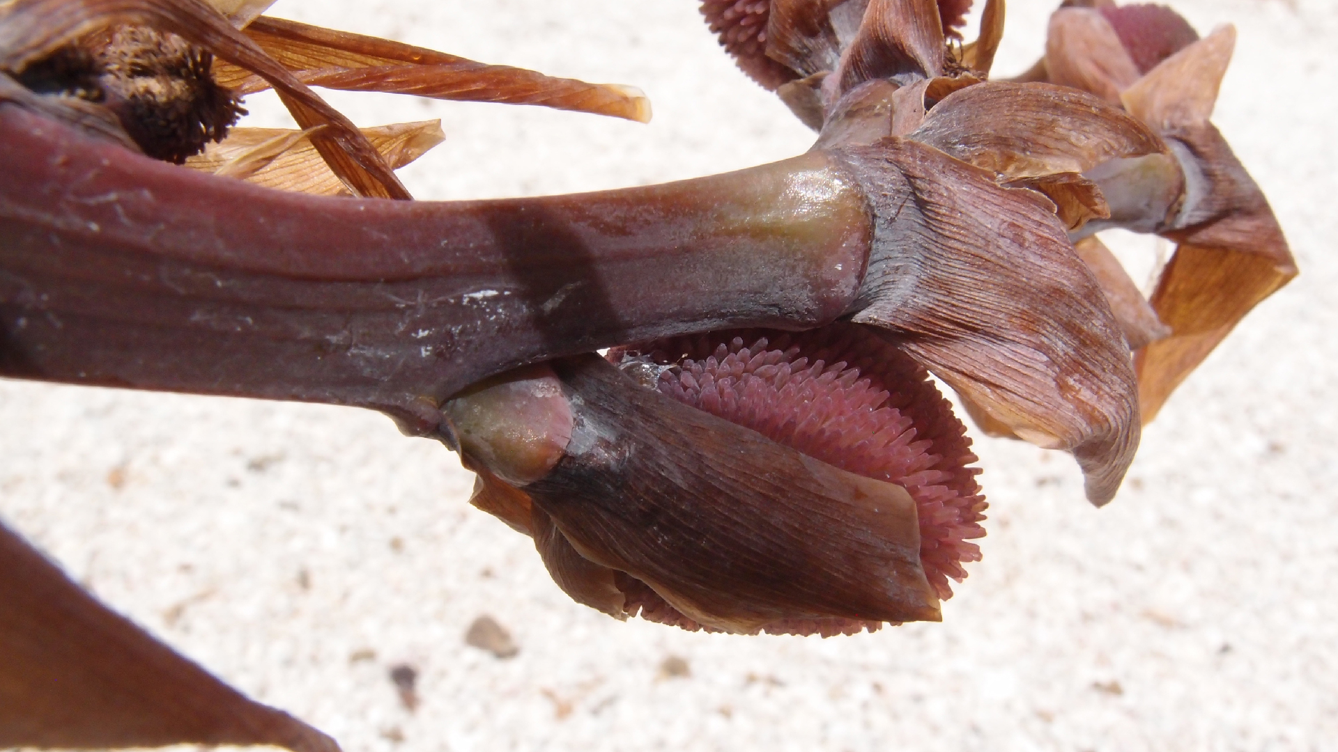 2022-04-17 Wind auf dem Meer (Audio, Foto, Video)