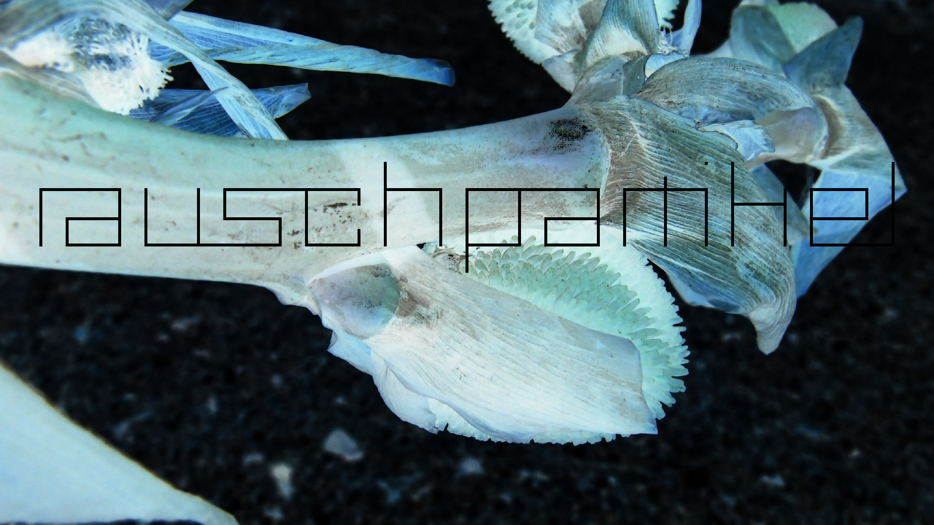 2022-04-17 Wind auf dem Meer (Audio, Foto, Video)