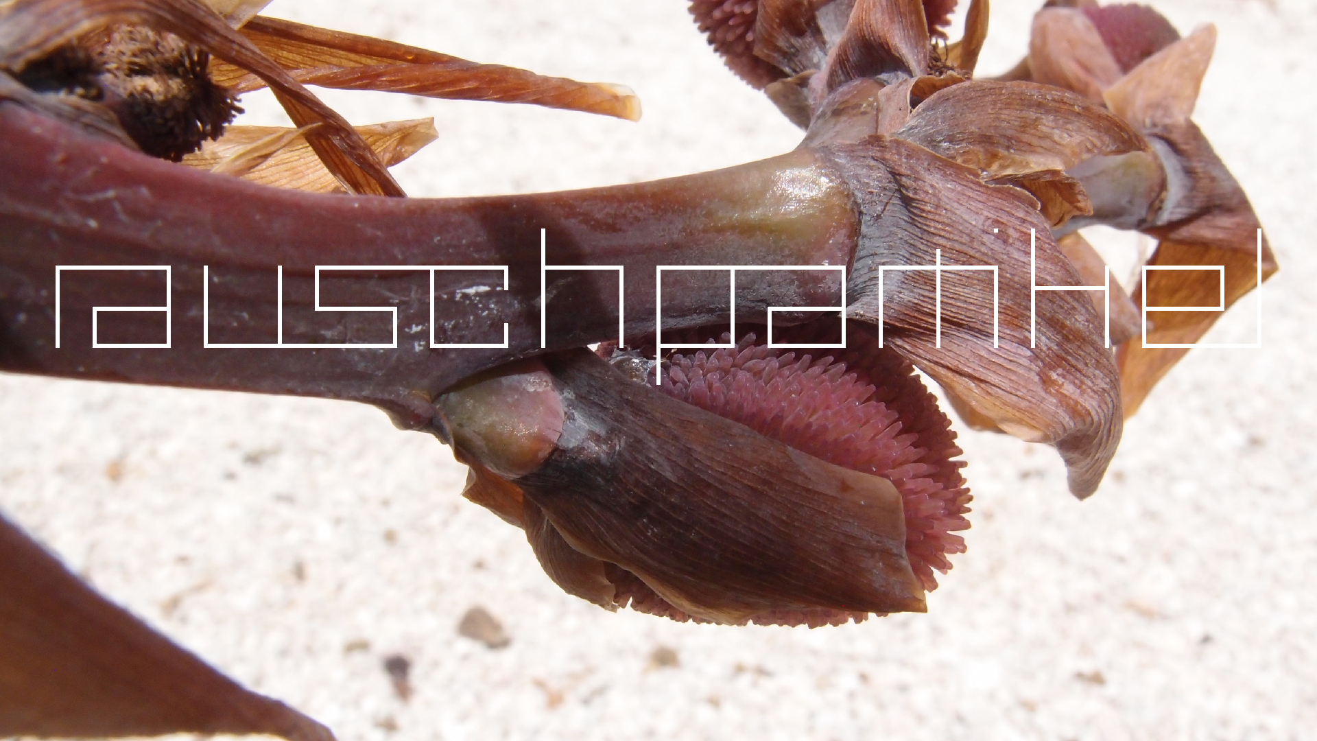 2022-04-17 Wind auf dem Meer (Audio, Foto, Video)