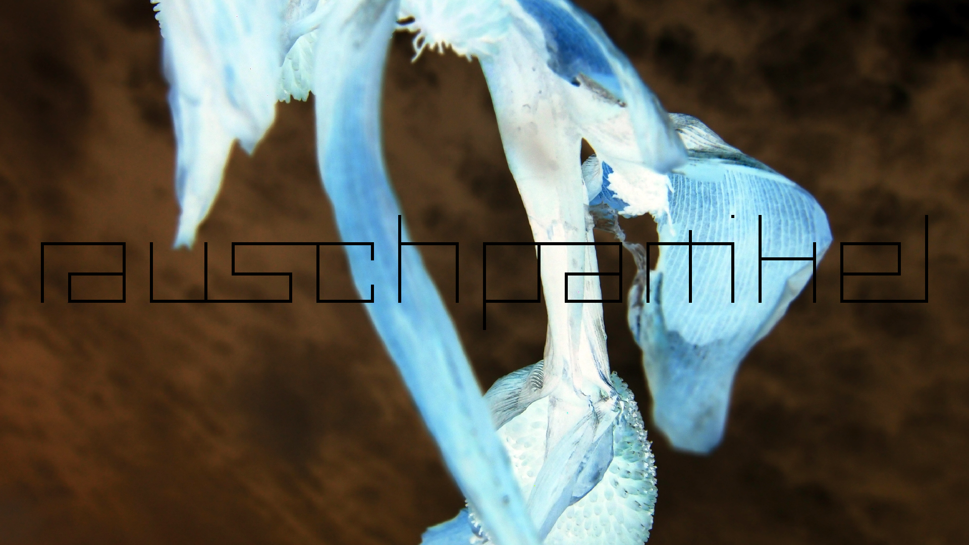 2022-04-17 Wind auf dem Meer (Audio, Foto, Video)