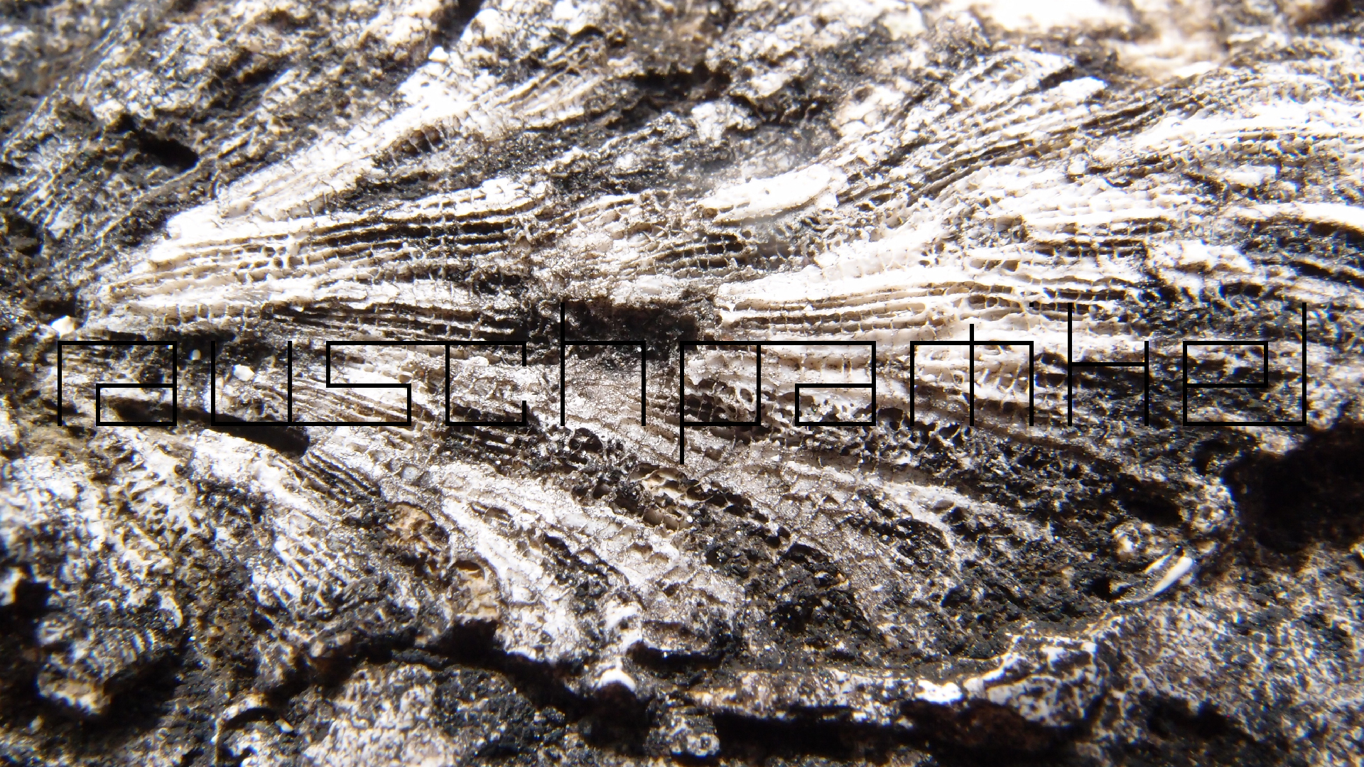 2022-04-17 Wind auf dem Meer (Audio, Foto, Video)