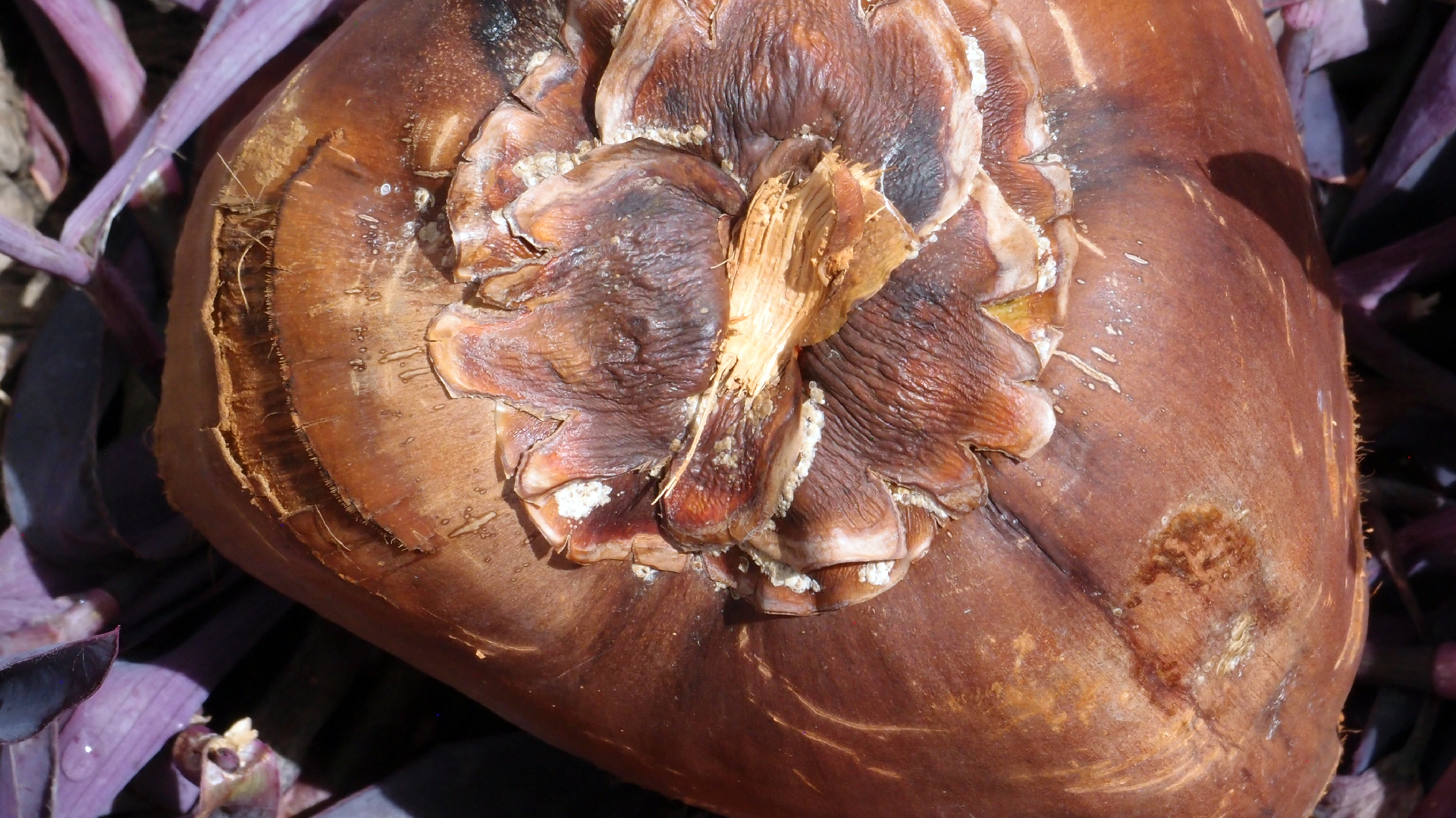 2022-04-17 Wind auf dem Meer (Audio, Foto, Video)