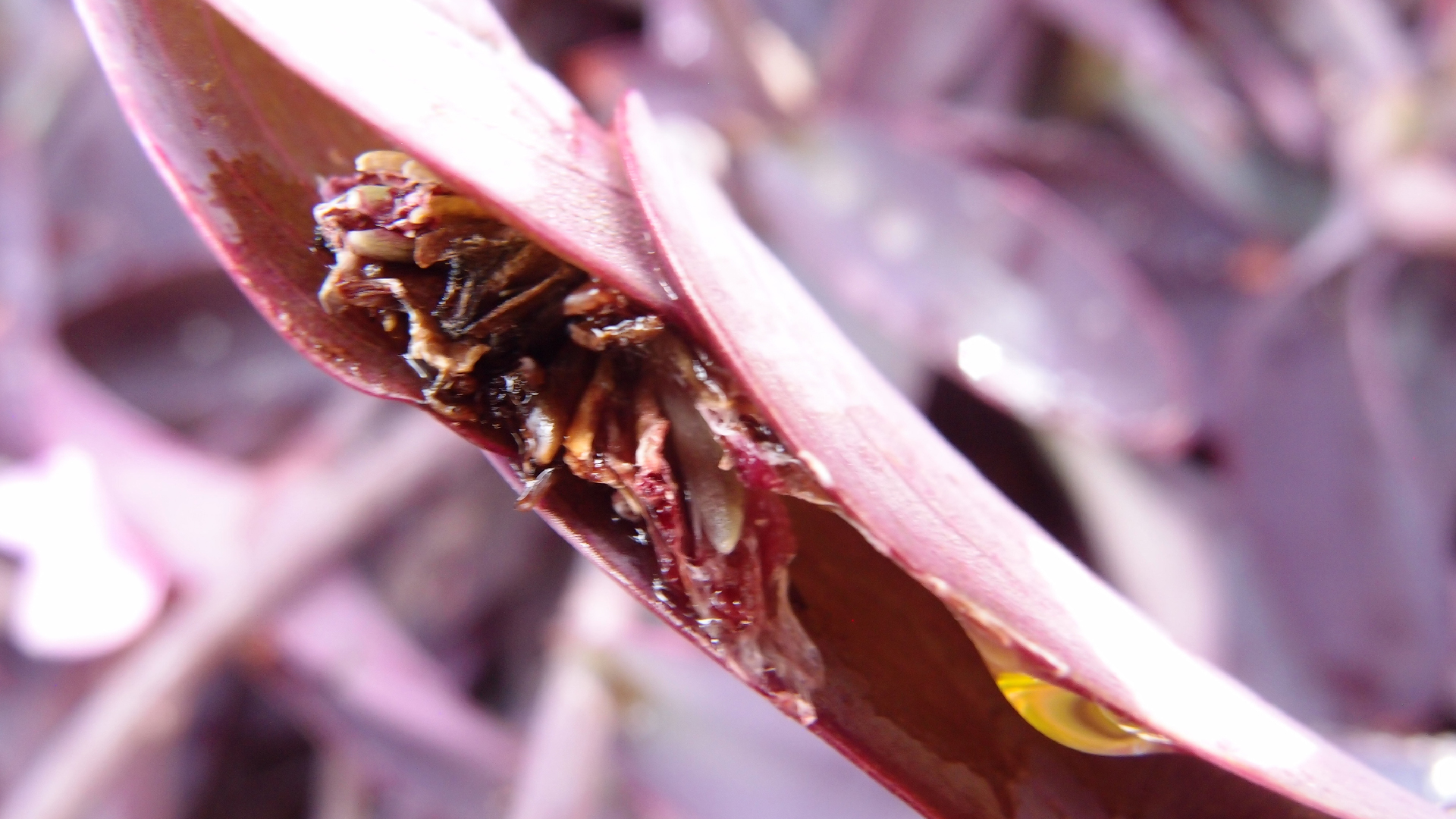 2022-04-17 Wind auf dem Meer (Audio, Foto, Video)