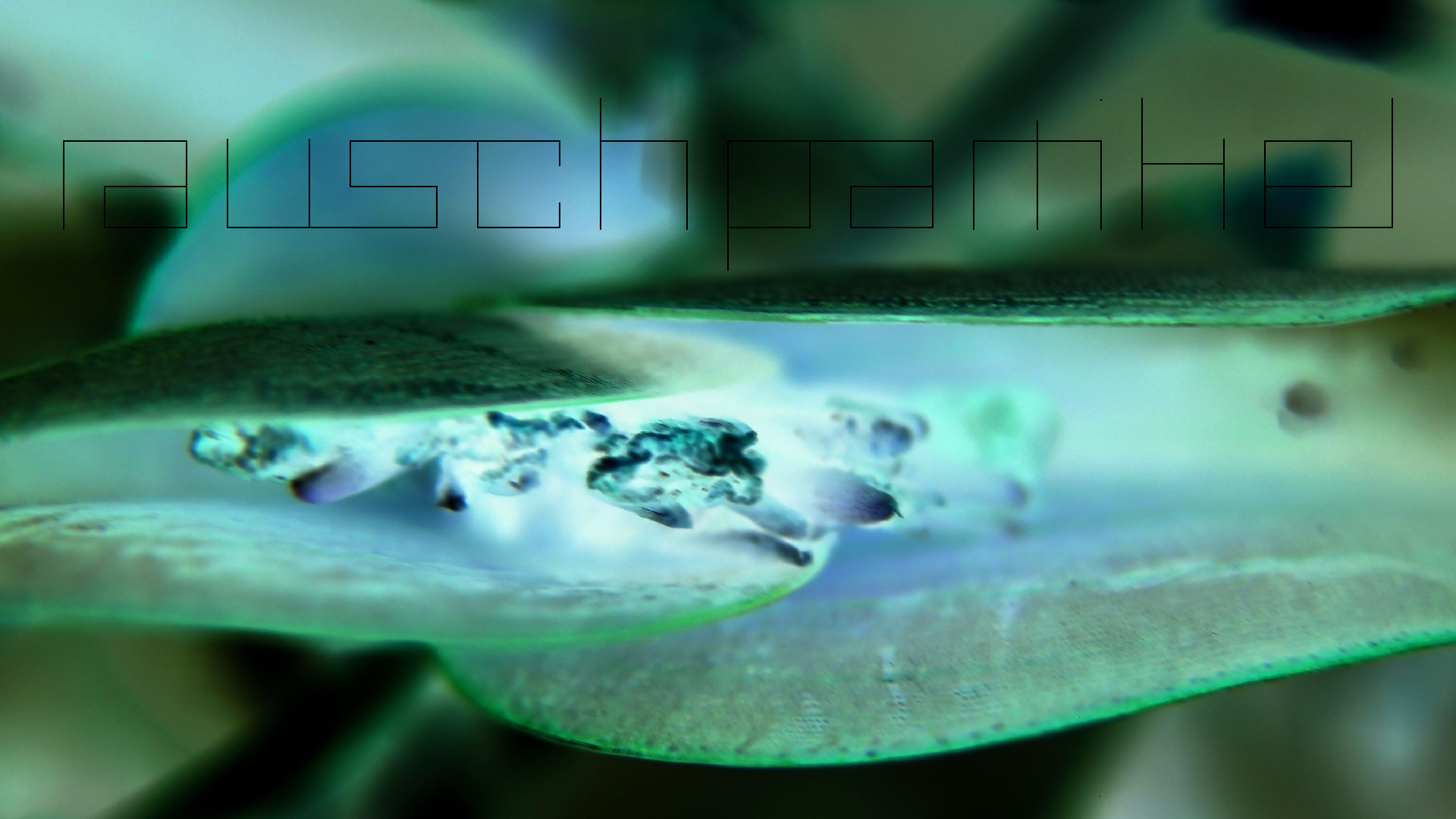 2022-04-17 Wind auf dem Meer (Audio, Foto, Video)