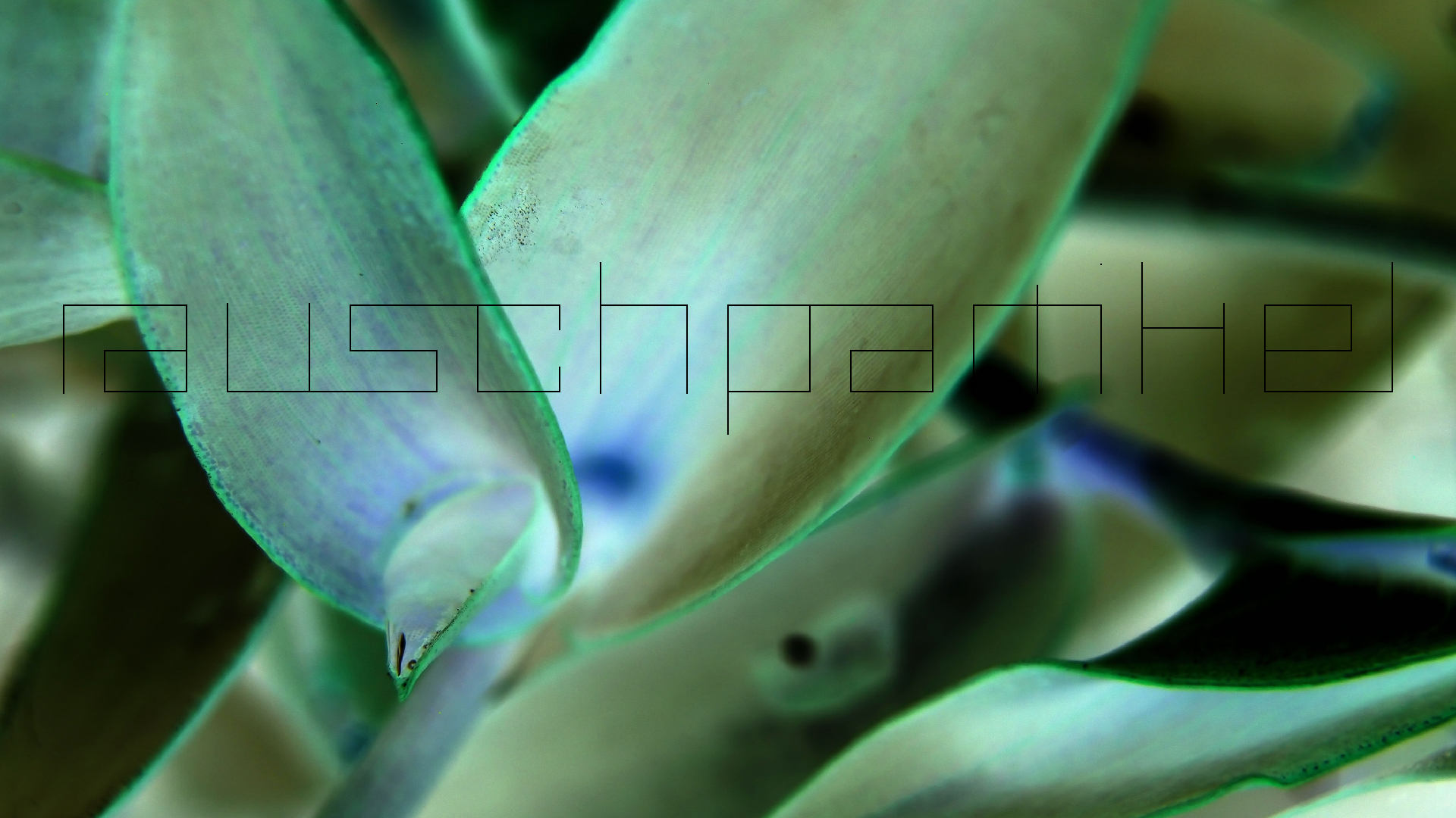 2022-04-17 Wind auf dem Meer (Audio, Foto, Video)