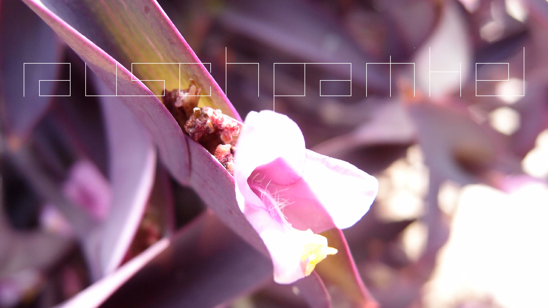 2022-04-17 Wind auf dem Meer (Audio, Foto, Video)